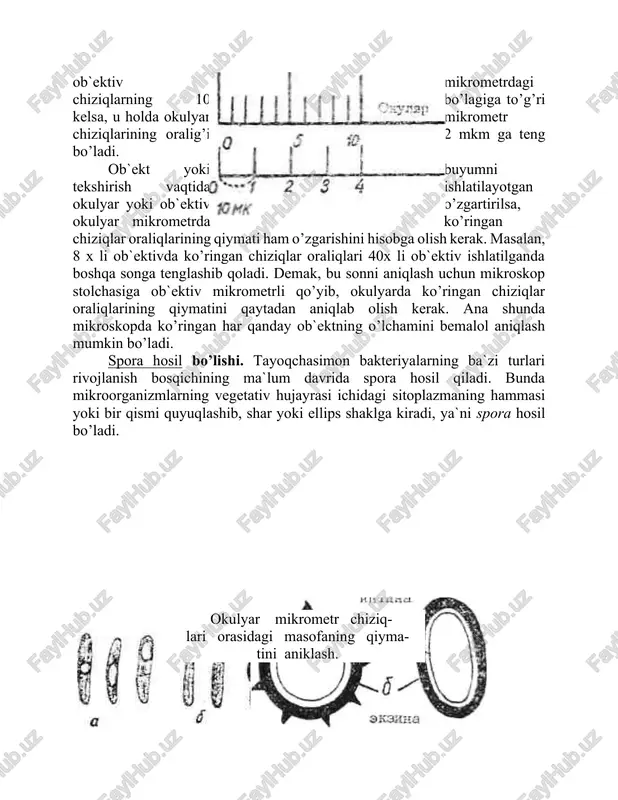 bga olish kerak. masalan, 8 x li ob`ektivda ko’ringan chiziqlar oraliqlari 40x li ob`ektiv ishlatilganda boshqa songa tenglashib qoladi. demak, bu sonni aniqlash uchun mikroskop stolchasiga ob`ektiv mikrometrli qo’yib, okulyarda ko’ringan chiziqlar oraliqlarining qiymatini qaytadan aniqlab olish kerak. ana shunda mikroskopda ko’ringan har qanday ob`ektning o’lchamini bemalol aniqlash mumkin bo’ladi. spora hosil bo’lishi. tayoqchasimon bakteriyalarning ba`zi turlari rivojlanish bosqichining ma`lum davrida spora hosil qiladi. bunda mikroorganizmlarning vegetativ hujayrasi ichidagi sitoplazmaning hammasi yoki bir qismi quyuqlashib, shar yoki ellips shaklga kiradi, ya`ni spora hosil bo’ladi. okulyar mikrometr chiziq- lari orasidagi masofaning qiyma- tini aniklash. vegetativ hujay-ralarning spora hosil bo’l-gan vaqtdagi shakli: a - o’z shaklini yo’qotmagan vegetativ hujayralar; b—baraban tayoqchasiga o’xshab qolgan vegetativ hujayralar; v — duksimon shaklga kirgan vegetativ hujayralar. spora ko'ndalang kesimining ko'rinishi: a-intina, b-ekzina qavatlari hujayra po’sti spora hosil bo’lishida ishtirok etmasa ham, undagi harakatlanish organlari — xivchinlar qisqa vaqt ichida o’z vazifasini bajaraveradi. bitta ona hujayrada bittagina …