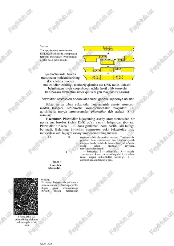 ron mikroskopda ko‘ri- nishi. 9-rasm. bakteriya hujayrasida yoki avto- nom ravishda replikatsiya bo‘la- digan, yoki xromosomaga birikib naslga beriladigan (transmissibl) plazmidlar mavjud. transmissibl plazmid ham xromosoma tar- kibidan ajralib chiqqan holda molekula tarzida faoliyat ko‘rsata oladi, lekin mustaqil ravishda replikatsiyalanmaydi. 1 — bakteriya, 2 — plazmidlar, 3 — asosiy xromosoma. 4 — xro- mosomaga birikish uchun mos- langan nukleotidlar izchilligi. 5 — antibiotikka chidamlilik geni. dnk izchilligini kesib, rekombinatsiya bo‘la oladigan plazmidlar. bunday rekombinatsiyalanuvchi plazmidlar transmissibl, ya’ni nasldan naslga o‘tuvchi plazmidlar deb ataladi. transmissibl plazmid asosiy xromosomaga birikkandan keyin o‘z mustaqilligi- ni yo‘qotadi. asosiy xromosomadan mustaqil ravishda o‘z-o‘zini replikatsiya qila olmaydi. ayni paytda bunday plazmidlarda joy- lashgan genlar asosiy xromosomada o‘z faoliyatini bajaradi. hujayra bo‘linganda rekombinatsiyalanuvchi plazmidning genlari asosiy xromosoma genlari bilan birikkan holda nasldan naslga beriladi. ikkinchi toifa plazmidlar avtonom holda replika- tsiyalanuvchi plazmidlar deb ataladi. bunday plazmidlar asosiy xromosomaga birika olmaydi, asosiy xromosomalardan mustaqil ravishda o‘z-o‘zini replikatsiya yo‘li …