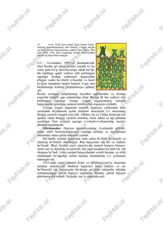 kun- largacha muammo bo‘lib kelar edi. 1977-yili j. gyordon tomonidan hujayra injeneriyasini qo‘llash natijasida yuksak hayvonlar klonlarini yaratish biotexnologiyasi ishlab chiqildi 13- rasm. yirik qora rangli baqa tuxum hujay- rasining pronukleuslarini olib tashlab, o‘rniga mayda oq baqa tuxum hujayrasining yadrosi kiri- tilgan. shu usul bilan yirik qora baqaning tuxum hujayrasidan mayda oq baqa kloni olingan. (13— 14-rasmlar). 1997-yil shotlandiyalik olim roslin qo‘yning klonini yaratdi va bu ixtiro juda ko‘p shovshuvlarga sabab bo‘ldi. bu tajribaga qadar yadrosi olib tashlangan zigotaga boshqa embrional hujayradan olingan yadro ko‘chirib o‘tkazilar va hosil bo‘lgan transplant tuxum hujayra o‘gay ona bachadoniga kiritilar (implantatsiya qilinar) edi. roslin erishgan natijalarning gyordon tajribasidan va boshqa yuqorida keltiril- gan natijalardan farqi, roslin ilk bor yadrosi olib tashlangan zigotaga voyaga yetgan organizmning somatik hujayrasidan ajratilgan yadroni kiritib yetuk organizm olishidir. voyaga yetgan organizm somatik hujayrasi yadrosidan klon yaratishda foydalanish ayrim mulkdor shaxslarda o‘z shaxsining klonini yaratish istagini uyg‘otdi. albatta, bu yo‘l …