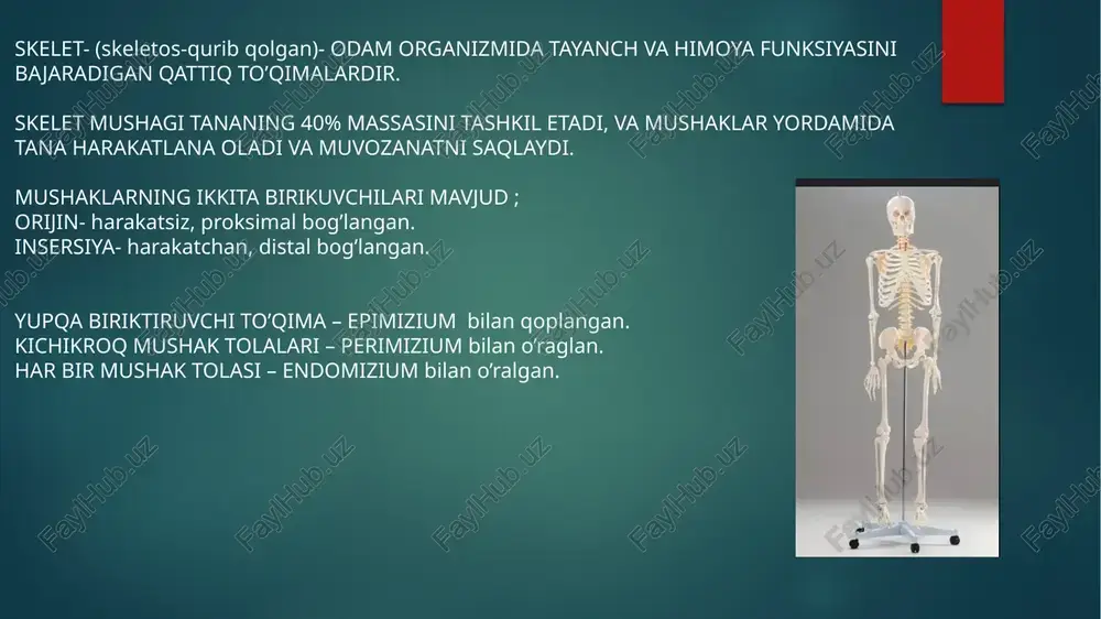 skelet mushaklarining tuzilishi va funksiyalari - Page 2