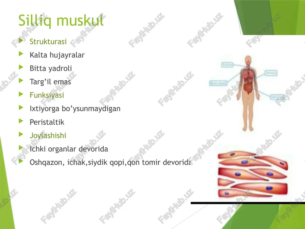 silliq mushaklar - Page 2