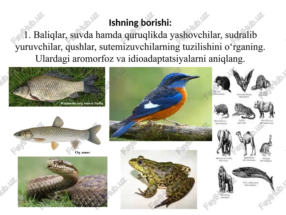 amol, qushlar, sut emizuvchilar b.) tarkalishini ko'rsatish mumkin. i. aramorfozga nisbatan qisqa muddat davom etadi va tez-tez sodir bo'lib turadi. 2. kuzatish natijalari asosida quyidagi jadvalni to‘ldiring. № hayvon tiplari aromorfozlar 1 baliqlar tog’ayli baliqlarning suyakli baliqlardan kelib chiqishi 2 suvda hamda quruqlikda yashovchilar suvda va quruqlikda yashaganligi uchun teri va o’pka orqali nafas olishi 3 sudralib yuruvchilar terisining quruqligi nafas olishda ishtirok etmasligi 4 qushlar issiqqonli bo’lishi, nafas organlarining murakkablashishi 5 sutemizuvchilar embrionning bachadonda rivojlanishi, bolasini sut bilan boqishi. 3. har bir tipga mansub biron-bir hayvon turi misolida idioadaptatsiyalarni aniqlang. № hayvon turlari idioadaptatsiyalar 1 elektr skat elektr skatlarda elektr zaryadi hosil qiladigan a’zosi bo’ladi 2 yashil qurbaqa asosan quruqlikda yashaganligi uchun o’pkasi nisbatan yaxshi rivojlangan 3 o‘rta osiyo toshbaqasi uning tashqi tuzikishi cho’l muxutiga yashashga moslashgan 4 oq laylak oyoqlari va tumshug’ining uzun bo’lishi 5 ko‘k kit tishlari bo’lmaganligidan plankton organizmlar bilan oziqlanadi 4. bajarilgan ish yuzasidan xulosa …