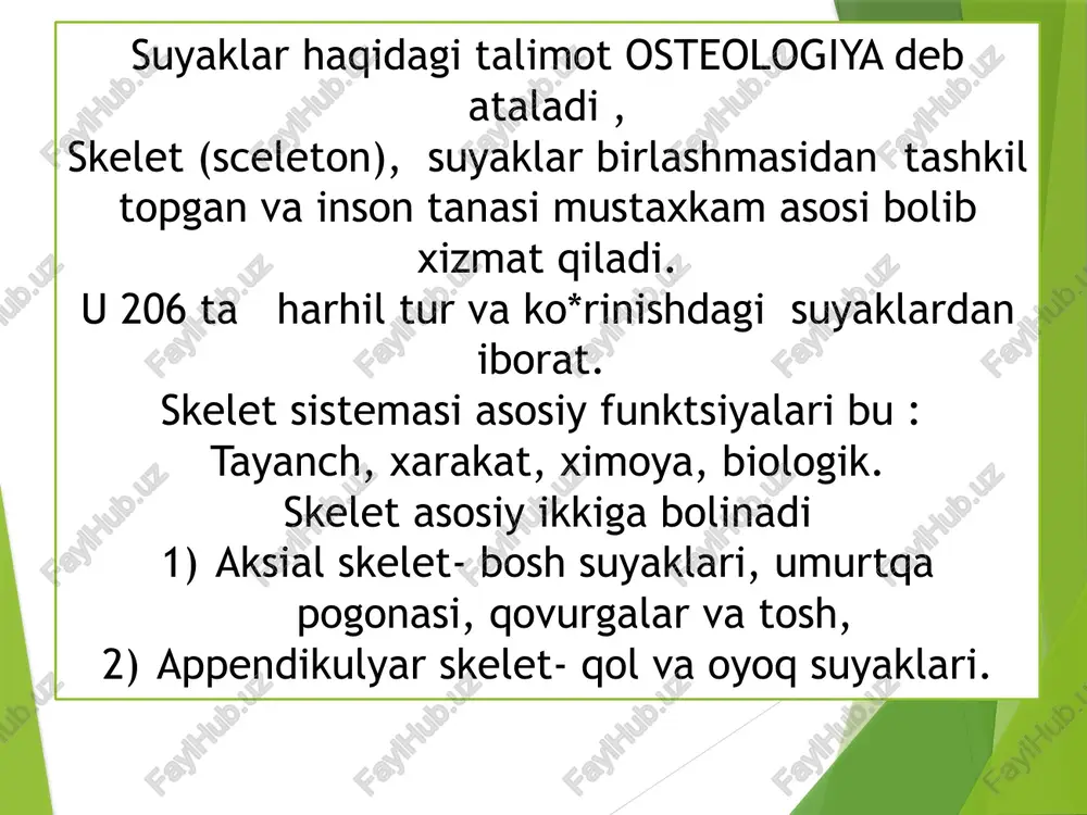 cha va plastinka qo’shilgan joydan lateral yo’nalgan, ko’krak sohasida 1dan 10gacha bo’lgan qovurg’alar do’ngliklari bilan bo’g’im hosil qiladi. ▪ bo’yin sohasida ko’ndalang teshiklari bor. 3. bo’g’im o’siqlari ▪ plastinka va oyoqchalar qo’shilgan joydan 2ta yuqoriga va 2ta pastga yo’nalgan ▪ yuqoridagiva pastdagi umurtqalarning bo’g’im o’siqlari bilan birikadiva tekis sinovial bo’g’im hosil qiladi. 4. so’rg’ichsimon o’siqlar ▪ bel umurtqalarining yuqorigi bo’g’im o’siqlari ustida joylashgan do’ngliklar. 5. qo’shimcha o’siqlar ▪ ko’ndalang o’siq asosidan orqaga, bel umurtqalarining so’rg’ichsimon o’siqlaridan pastga va lateral yo’nalgan. intervertebral disk ii bo’yin umurtqasi (axis)dan dumg’azagacha bo’lgan umurtqalarda ikki umurtqa tanalari orasida ikkilamchi to’g’ayli bo’g’im hosil qiladi ( atlas va axis orasida disk bo’lmaydi). ▪ markazda mukoid modda (nucleus pulposus) va atrofida fibroz to’g’ayli plastinka (annulus fibrosus) dan tashkil topgan. umurtqa pog’onasi uzunligining 4 dan 1 qismini (25%) tashkil qiladi. umurtqalar orasida harakatni ta’minlaydiva shok absorber (yutuvchi) vazifasini bajaradi periferik qismi yaqin qon tomirlar bilan ta’minlangan, qolgan qismi qon …