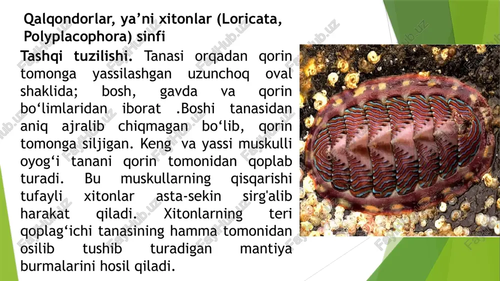 dingi qismi - oshqozongao'tadi. yonbosh nervlilaming o‘rta ichagi juda uzun, unga jigar naylari yo‘li ochiladi. o ‘rta ichak bir necha marta buklanib turadi. uning keyingi tomoni - orqa ichak mantiya bo‘shlig‘iga ochiladi. xitonlar toshlarga yopishgan mayda suv o'tlarinn qirg‘ichlar yordamida qirib oladi dunyodagi eng katta chiton, 30 sm gacha. kamar g'isht qizil, 8 ta qobiq plitalarini butunlay o'stiradi.ko'p, tosh yoki qum ustida; qizil suvo'tlar ustida o'txo'r, ba'zi jigarrang suv o'tlari bilan oziqlanadi. crytochiton stelleri tonicella lineata pushti chiziqli chiton, 5 sm; bosh klapan (strelka) uzluksiz zig-zag konsentrik chiziqlari, pushti, oq va to'q jigarrang yoki qora, ba'zan yorqin ko'k. stenoplax heathiana eʼtiboringiz uchun raxmat image1.jpeg image2.jpeg image3.jpeg image4.jpeg image5.jpeg image6.jpeg image7.jpeg image8.jpeg image11.jpeg image12.jpeg image13.jpeg image14.jpeg image15.jpeg image16.jpeg image17.jpeg