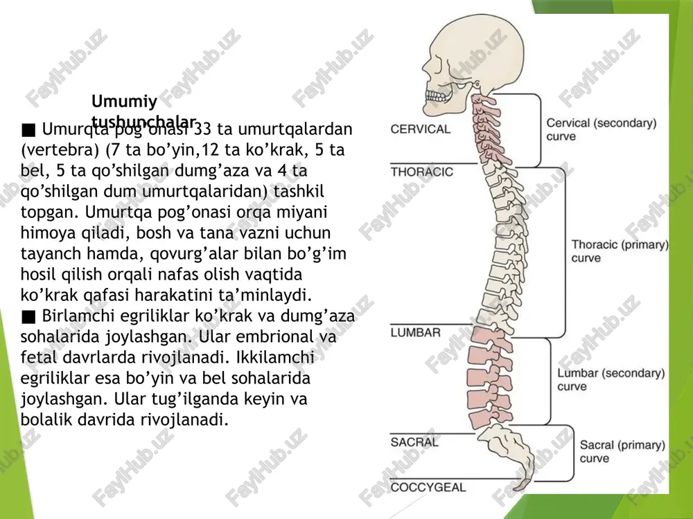 ga yo’nalgan. ■ bo’yin sohasida ikkiga ajralgan, ko’krak sohasida o’tkir, bel sohasida kengaygan. 2.ko’ndalang o’siqlar (processus transversus) ■ umurtqaning ikkala tarafida oyoqcha va plastinka qo’shilgan joydan lateral yo’nalgan, ko’krak sohasida 1dan 10 gacha bo’lgan qovurg’alar do’ngliklari bilan bo’g’im hosil qiladi. ■ bo’yin sohasida ko’ndalang teshiklari bor. 3.bo’g’im o’siqlari (processus articularis) ■ plastinka va oyoqchalar qo’shilgan joydan 2 ta yuqoriga va 2 ta pastga yo’nalgan. ■ yuqoridagi va pastdagi umurtqalarning bo’g’im o’siqlari bilan birikadi va tekis sinovial bo’g’im hosil qiladi. 4. so’rg’ichsimon o’siqlar (processus mamillaris) ■ bel umurtqalarining yuqori bo’g’im o’siqlari ustida joylashgan do’ngliklar. 5.qo’shimcha o’siqlar ■ ko’ndalang o’siq asosidan orqaga, bel umurtqalarining so’rg’ichsimon o’siqlaridan pastga va lateral yo’nalgan. umurtqa ravog’i bilan bog’liq teshiklar 1.umurtqa teshiklari (foramen vertebralis) ■ umurtqa tanasi va ravog’i qo’shilishidan hosil bo’ladi. ■ barcha umurtqa teshiklari birgalikda umurtqa kanalini hosil qiladi. kanalda orqa miya va uning pardalari, nerv ildizlari, qon tomirlar joylashgan. 2.umurtqalararo teshiklar (foramen intervertebralis) ■ …