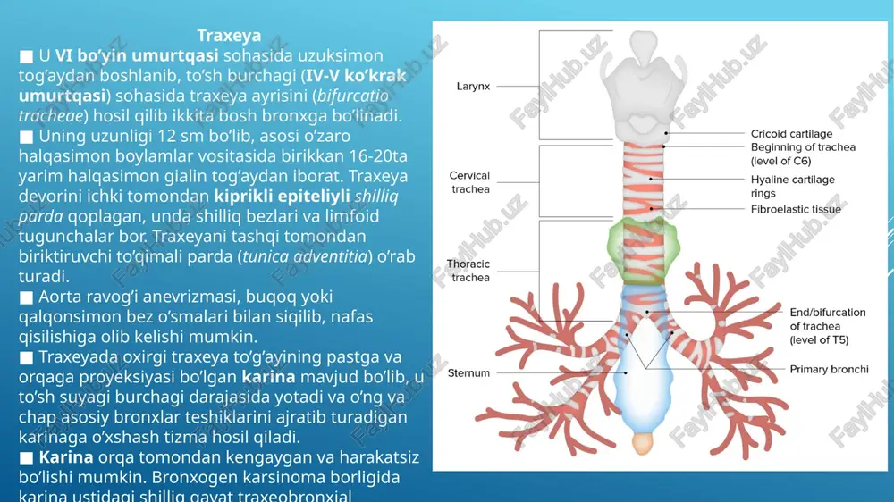 . ■ yuqoridan aorta ravog’i uning proksimal qismi ustidan va chap o’pka arteriyasi bilan distal qismidan kesib o’tadi. ■ simpatik nervlar orqali uning bo’shlig’ini kengaytiradi va parasimpatik stimulyatsiya bilan toraytiradi. plevra ■ visseral va pariyetal varaqdan iborat o’pkani o’ragan seroz parda plevra deb ataladi. 1. parietal plevra ■ parietal plevra bir butun yopiq qopcha shaklida bo’lib, joylashishiga qarab uch: qovurg’a, diafragma va ko’ks oralig’i qismlariga ajratiladi. uning qovurg’a qismi qovurg’alarni va qovurg’a oralig’ini ichki tomondan qoplaydi, mediastinal plevra to’sh suyagining orqa yuzasidan umurtqa pog’onasining yon tomoniga tortilgan. plevra gumbazi o’ng va chap tomonda i qovurg’a bo’ynigacha, orqa tomonda vii bo’yin umurtqasining qirrali o’simtasigacha boradi. i qovurg’adan 3-4 sm yuqori tursa, o’mrov suyagidan 1-2 sm yuqori turadi. ■ uning ostida ko’krak ichki fatsiyasi joylashgan bo’lib, plevra cho’qqisi sohasida yaxshi rivojlangan. plevra qovurg’alararo nervlar (kostal plevra va diafragma plevrasining periferik qismi) va frenik nervlar (diafragma plevrasining markaziy qismi va mediastinal plevra) tomonidan …