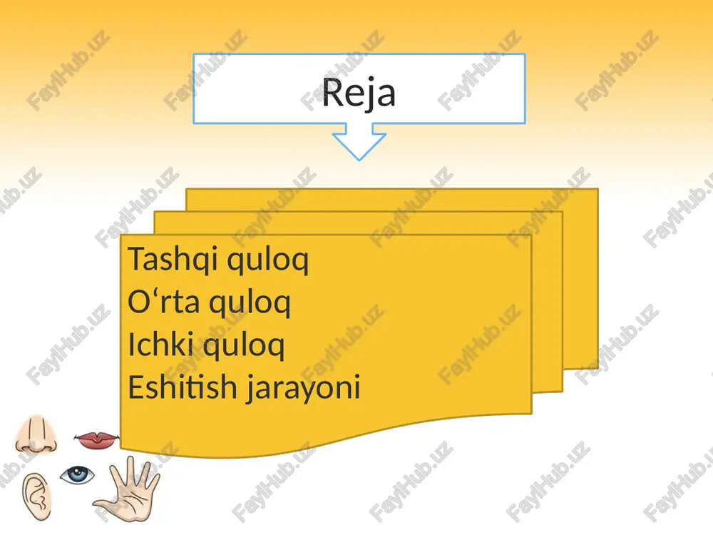 irikkan uchta eshitish suyakchalari (bolg‘acha, sandon, uzangi) tovush to‘lqinlari ta’sirida nog‘ora pardada hosil bo‘lgan tebranishni ichki quloqqa o‘tkazadi. ichki quloq — bo‘shliq va yarimdoira kanalchalar sistemasidan, ya’ni suyak labirintdan iborat. suyak labirintning ichida parda labirint joylashgan, ular orasidagi torgina bo‘shliqda perilimfa suyuqligi bo‘ladi. parda labirintning ichida esa endolimfa suyuqligi bo‘ladi. suyak labirintda chig‘anoq bo‘lib, uning ichida tovushni sezuvchi hujayralar, ya’ni eshitish retseptorlari joylashgan. suyak labirintning dahliz va yarimdoira kanalchalar deb ataluvchi qismidagi xaltasimon tuzilmalarda odam tanasining fazodagi muvozanatini ta’minlovchi vestibular analizator retseptorlari joylashgan. eshitish organining funksiyasi. yuqorida aytilgan tashqi, o‘rta va ichki quloqning har biri o‘ziga xos funksiyani bajaradi. quloq suprasi tovush to‘lqinlarini to‘plash va uni quloqning tashqi yo‘liga yo‘naltirish vazifasini o‘taydi. ayniqsa yuksak rivojlangan umurtqali hayvonlarda (it, ot, quyon, qo‘y va boshqalarda) quloq suprasi muskullari yaxshi rivojlangan bo‘lib, ular tovush kelgan tomonga quloqlarini ding qilib harakatlantira oladilar. odamda quloq suprasini harakatlantirish imkoni bo‘lmasa-da, u tovushni to‘plash va uni quloq …