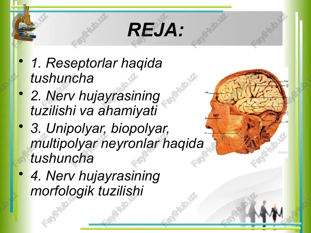 da organizmda morfologik va funksional jihatdan yaxlit nerv sistemasini tashkil etadi. nerv hujayrasi (neyrosit yoki neyron) nihoyatda ixtisoslashgan murakkab morfologik tuzilishga ega bo’lib, har xil tashqi va ichki ta'sirni qabul qilib, uni impulsga aylantirish va hujayra o’simtalari orqali uzatib berish xususiyatiga ega. neyron sitoplazma va yadro qismlarini tashkil etuvchi tanasi, ya'ni perikariondan hamda bir nechta o’simtalardan tarkib topgan. ayniqsa uning o’simtalari juda ko’p bo’lib, ulardan bittasi uzun bo’ladi, mana shu uzuni akson yoki neyrit deyiladi. neyrit orqali hujayra tanasidan boshqa nerv o’simtasiga yoki harakat organlariga impuls o’tkaziladi. aksonning uzunligi bir nechp mikrondan 1-1,5 metrgacha bo’lishi mumkin. uning yo’on-ingichkaligi butun uzunligi bo’ylab bir xil. ayrim vaqtlarda u yon tomonlarga o’simtalar chiqaradi, ularga yon kollateral o’simtalar deyiladi. neyronning qolgan qsimtalari kalta bo’lib, ular dendritlar deyiladi. dendritlr, odatda, hujayra tanasidan yo’on bo’lib chiqib, uchiga tomon ingichkalashib boradi. ular ikkinchi nerv hujayrasi o’simtalari bilan tutashib, sinapslar hosil qiladi. sinaps ikkita neyron o’simtalarining bir-biri bilan …