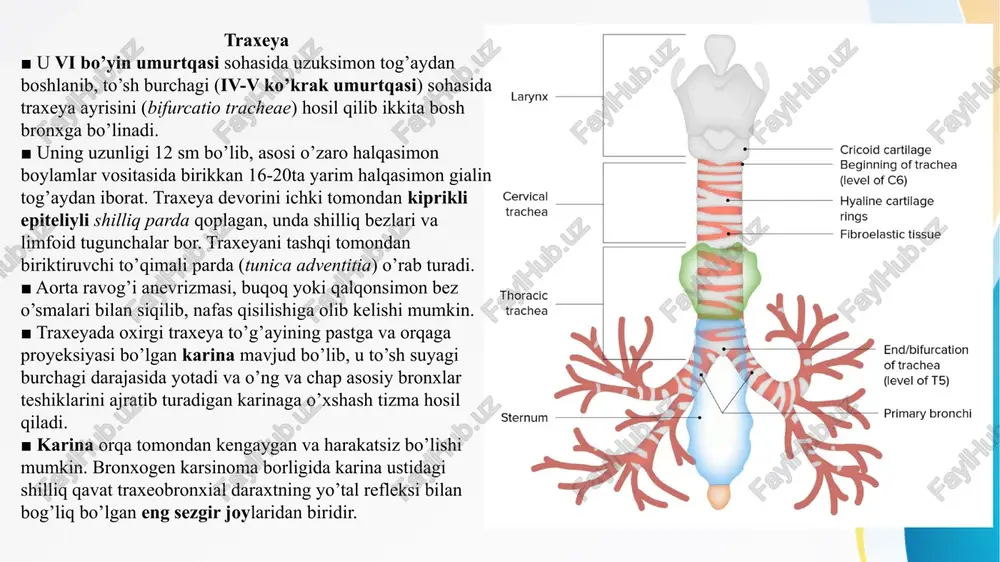 . ■ yuqoridan aorta ravog’i uning proksimal qismi ustidan va chap o’pka arteriyasi bilan distal qismidan kesib o’tadi. ■ simpatik nervlar orqali uning bo’shlig’ini kengaytiradi va parasimpatik stimulyatsiya bilan toraytiradi. plevra ■ visseral va pariyetal varaqdan iborat o’pkani o’ragan seroz parda plevra deb ataladi. 1. parietal plevra ■ parietal plevra bir butun yopiq qopcha shaklida bo’lib, joylashishiga qarab uch: qovurg’a, diafragma va ko’ks oralig’i qismlariga ajratiladi. uning qovurg’a qismi qovurg’alarni va qovurg’a oralig’ini ichki tomondan qoplaydi, mediastinal plevra to’sh suyagining orqa yuzasidan umurtqa pog’onasining yon tomoniga tortilgan. plevra gumbazi o’ng va chap tomonda i qovurg’a bo’ynigacha, orqa tomonda vii bo’yin umurtqasining qirrali o’simtasigacha boradi. i qovurg’adan 3-4 sm yuqori tursa, o’mrov suyagidan 1-2 sm yuqori turadi. ■ uning ostida ko’krak ichki fatsiyasi joylashgan bo’lib, plevra cho’qqisi sohasida yaxshi rivojlangan. plevra qovurg’alararo nervlar (kostal plevra va diafragma plevrasining periferik qismi) va frenik nervlar (diafragma plevrasining markaziy qismi va mediastinal plevra) tomonidan …