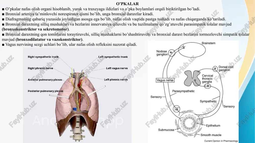 o’pka tilchasi (lingula pulmonis) o’rab turadi. ■ 2 ta (ikkilamchi) bo’lak bronxlari va 8 tadan 10 tagacha segment bronxlar mavjud. o’ng o’pka yuqori kovak vena, toq vena ravog’i, qizilo’ngach egatlari mavjud . chap o’pka chap o’pkaning yuqori bo’lagida qon tomirlar uchun egatlar va yurak o’ymasi joylashgan (masalan, aorta ravog’i, tushuvchi aorta, chap o’mrov osti arteriyasi). bronxopulmonar segment ■ o’pkaning anatomik, funksional va jarrohlik birligi(bo’linmasi)dir. ■ segmental (uchlamchi yoki lobular) bronx, o’pka arteriyasining segmentar tarmog’i va o’pka to’qimalarining segmentidan iborat bo’lib, nozik biriktiruvchi to’qima septum (segmentlararo septum) bilan o’ralgan. u o’pka venasining segmentlararo qismi tomonidan drenajlanadi. ■ o’pkaning har bir segmentar bronx va segmentar arteriya tomonidan ta’minlangan qismini bildiradi. ■ o’pka venalari segmentlararo venalar hisoblanadi. ■ bu klinik ahamiyatga ega bo’lib, chunki intersegmental o’pka tomirlari jarrohlik chegaralarini hosil qiladi; shunday qilib, jarroh o’pka to’qimasiga va asosiy qon tomirlarga jiddiy zarar yetkazmasdan bronxopulmonar segmentni olib tashlashi mumkin. o’tkazuvchi qism (havo yo’li) ■ …