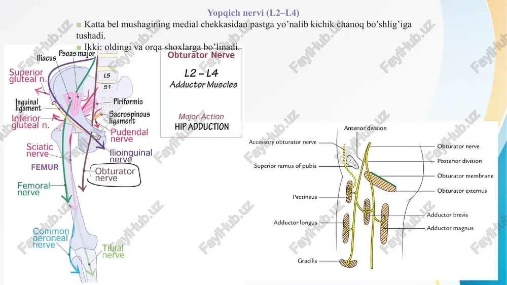 rasida teshikcha orqali boldirga o’tuvchi katta boldir nerviga, hamda sonning ikki boshli muskuli medial chegarasi va gastroknemiusning lateral boshi bo’ylab yuzaki holatda o’tuvchi ummumiy fibular nervga bo’linadi. ■ piriformis ostidagi katta o’tirg’ich teshigi orqali dumba ichiga kiradi. ■ o’tirg’ich do’mboqchasi va katta ko’st orasidagi ichki obturator, egizak, sonning kvadratsimon mushaklari bo’ylab tushadi. ■ sonning orqa qismidagi muskullarni katta boldir nervi orqali innervatsiya qiladi, sonning ikki boshli muskul boshchasi bundan mustasno bo’lib, umumiy fibular nerv tomonidan innervatsiyalanadi. ■ son-chanoq va tizza bo’g’imlarini bo’g’im shoxlari bilan ta’minlaydi. o’tirg’ich nervi shikastlanishi oyoqning chanoq sohasida yozilishini va tizza sohasida bukilishini buzilishiga, oyoqning kaft qismini oldinga va orqaga bukilishini, oyoq to’piq qismida kaftning tashqariga va ichkariga bukilishini yo’qolishiga sabab bo’ladi va o’ziga hos yurish paydo bo’ladi, ya’ni chanoq qismda bukilishni ortib ketganligi tovonni tushib qolishiga sabab bo’ladi (odam oyoq uchida turgandek). umumiy fibular nerv (l4–s2) (n.fibularis communis) ■ taqim chuqurchasi cho'qqisida o’tirg’ich nervining kichik terminal …