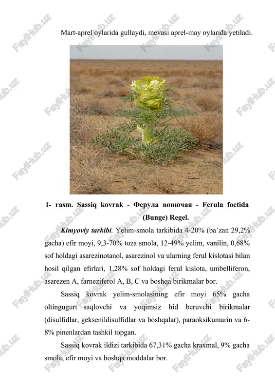 r va boshqalar), paraoksikumarin va 6-8% pinenlardan tashkil topgan. sassiq kovrak ildizi tarkibida 67,31% gacha kraxmal, 9% gacha smola, efir moyi va boshqa moddalar bor. ildizida kovrak ildizi tarkibida 67,31% gacha kraxmal va 9% smola, 0,4% gacha efir moyi bor. ildizidan olingan yelim-smola “assa fetida" 9,35-65,15% smolalar, 12-48% yelim, 5,8-20% efir moyi va boshqa birikmalar (umbelliferon kumarini, ferula kislotasi va uning smola spirtlari bilan hosil qilgan efirlari) dan tarkib topgan. yelim-smola efir moyi tarkibida o’simlikka sarimsoq xidi beruvchi organik sulfidlar (65% gacha), pinen, p-oksikumarin va boshqa faol birikmalar bo’ladi. ishlatilishi. ibn sino sassiq kovrakni ichni qotiruvchi deb hisoblaydi. uning fikricha ildizi ishtaha ochadi, me’dani mustahkamlaydi, yashirin yiringli yaralarni davolaydi, bo’g’imlardagi og’riqni qoldiradi, tepkini davolaydi (malham holida) va turli zaharlarga qarshi ta’sir ko’rsatadi (agarda dorisi ichilsa). sassiq kovrak yelimi ibn sino aytishicha, biroz burishtiruvchi, yel haydovchi hamda teri ostida quyilib qolgan qonlarni va shishlarni so’rdiruvchi ta’sirga ega. sassiq kovrak yelimi yomon …