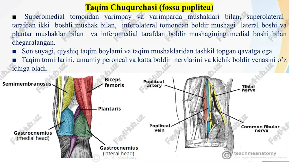 kadi n.plantaris lateralis barmoqlarni bukishda ishtirok etadi lumbricals (4) chuvalchangsimon mushaklar flexor digitorumlongus payidan boshlanadi ii -v barmoqlar proksimal falangasining medial tomoniga nn.plantaris lateralis et medialis ii -v barmoqlarning proksimal falangalarini bukadi bosh barmoqni bukuvchi (flexor hallucis brevis) kubsimon suyak, ponasimon suyak kaft boylamidan bosh barmoqning proksimal falangasiga n.plantaris medialis bosh barmoqni bukad bosh barmoqni yaqinlashtiruvchi (adductor hallucis) qiyshiq boshi ii-iv kaft suyaklari bosh barmoq proksimal n.plantaris lateralis bosh barmoqni asosidan falangasiga birikadi yaqinlashtiradi ko’ndalang boshchasi iii-v kaft-barmoq bo’g’imlari xaltasidan jimjiloqni bukuvchi (flexor digiti minimi brevis) v kaft suyagi asosidan kichik barmoqning proksimal falangasiga n.plantaris lateralis kichik barmoqni bukadi kaftning suyaklararo (plantar interossei (3)) iii-v kaft suyaklarining medial qismidan iii-v barmoqlar proksimal falangasining medial yuzasiga birikadi n.plantaris lateralis iii -v barmoqlarni ii barmoqqa yaqinlashtiradi dorsal suyaklararo (dorsal interossei (4)) kaft suyaklarining bir-biriga qaragan yuzalaridan boshlanadi uchta mushaklari ii- iv barmoqlar proksimal falangasi asosining tashqi tomoniga birikadi n.plantaris lateralis i mushak …