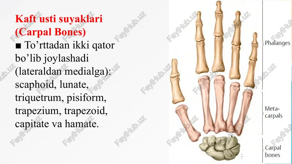 noid yuza qirg’og’iga, pastdan yelkaning anatomik bo’yniga birikadi. bo’g’im kapsulasi rotator cuff, glenohumeral va coracohumeral boylamlar bilan mustahkamlangan. ■ bo’g’im yuzasi fibroz-to’g’ayli glenoid yuza labi (glenoid labrum) bilan chuqurlashgan; subscapular bursa bilan aloqa qiladi va yaqinlashtirish (adduction), uzoqlashtirish (abduction), bukish (flexion), yozish (extension), sirkumduksiya va rotatsiyaga imkon beradi. ■ aksillar, supraskapular va pektoral nervlar bilan innervatsiyalanadi. ■ suprascapular, oldingi, orqa humeral circumflex va scapular circumflex arteriyalar tarmoqlari qon bilan ta’minlaydi. ■ oldingi yoki pastki sohaga dislokatsiya bo’lish ehtimolligi mavjud, bunda fibroz kapsula cho’ziladi, glenoidal lab yirtiladi, aksillar nerv shikastlanishi mumkin. buruvchilar qoplamasi (rotator [musculotendinous] cuff) ■ supraspinatus, infraspinatus, teres minor va subscapularis(sits) paylaridan hosil bo’ladi; bo’g’im kapsulasiga qo’shilib ketadi va harakatchanlikni ta’minlaydi. ■ harakati davomida yelka suyagi boshi kiradigan chuqurchada turishini ta`minlaydi va yelka bo’g’imini mustahkamlaydi. glenohumeral (bo’g’im-yelka) boylami ■ bo`g`im chuqurchasining yuqori qismidagi bo`rtiqdan yelka suyagining kichik bo`rtig`ining yuqori qismiga (yuqori glenohumeral boylam), yelkaning pastki anatomik bo'yniga (o'rta glenohumeral …