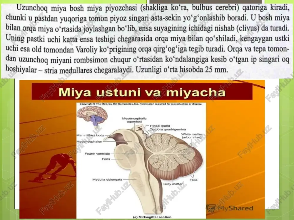 uzunchog miyani anatomiya - Page 2