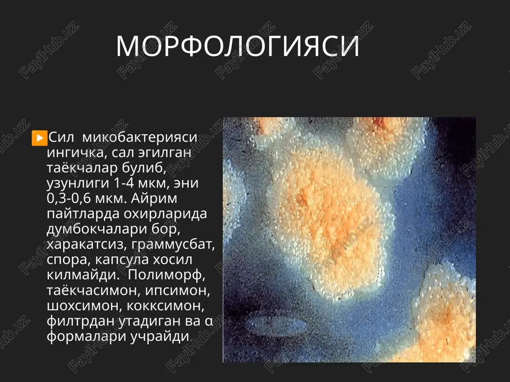 iyalarida juda kup mikdorda polisaxarid topilgan. kord-faktor deb atalgan lipoid bulib, bu juda yukori toksigenlikka ega. kleyga uxshab mikobakteriyalarni usayotganda sochga uxshab bir-biriga yopishtirib kuyadi va mitoxondriyalarini parchalab, nafas va fosforlanish protseslarini ishdan chikaradi. patogenezi kasallik manbai- kasal odam yoki bakteriya tashib yuruvchilar kasallikni yukishi-xavo-tomchi, allimentar yul, teri va shillik pardalar orkali va yuldosh orkali yukishi mumkin inkubatsion davri: 3-8 xaftadan – 1 yil va kuprok (40 yilgacha). asosan 3 turi uchraydi: m. tuberculosis – odamlarda (92 %). m. bovis – mollarda(5 %). m. africanum – oralik (3 %) afrik. laboratoriya diagnostikasi olinadigan material kasallikning turiga karab turlicha: balgam, siydik , orka miya suyukligi, me'da chayindisi va bosh. usullar- bakterioskopiya – ts. nilsen usuli mikroskopiya, sof k-ra ajratib olish, biologik, serologik, allergik. allergik mantu biologik prays metodi va ptsr laborotoriya diagnostikasi va konteynerlar davosi va profilaktikasi turli antibiotiklar va ximioterapevtik moddalar yordamida olib boriladi. 1.birinchi kator preparatlari- izonekrotik k-tali birikmalari- …