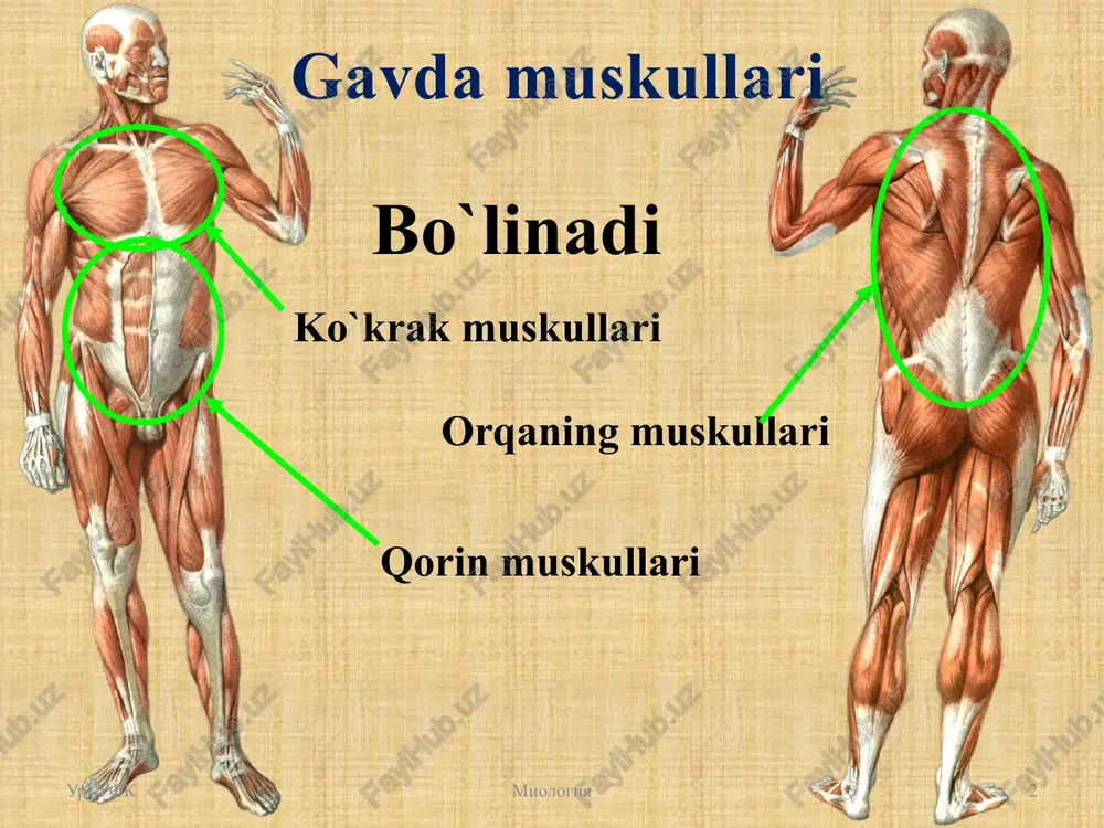i delyatsya sleduyushim obrazom: 1. autoxtonnie mishtsi, voznikshie iz dorsalnix otdelov miotomov, innerviruemie poetomu zadnimi vetvyami spinnomozgovix nervov. 2. glubokie mishtsi ventralnogo proisxojdeniya , innerviruemie poetomu perednimi vetvyami spinnomozgovix nervov. 3 trapetsiyasimon muskul urgufk 4 miologiya 1. m. trapezius, trapetsievidnaya mishtsa. ona zanimaet verxnyuyu chast spini vplot do zatilka i imeet treugolnuyu formu. obe trapetsievidnie mishtsi, vzyatie vmeste, obrazuyut figuru trapetsii, otchego i proisxodit nazvanie mishtsi. mishtsa nachinaetsya ot ostistix otrostkov vsex grudnix pozvonkov, ot lig. nuchae i ot linea nuchae superior zatilochnoy kosti. verxnie volokna mishtsi spuskayutsya i prikreplyayutsya k akromialnomu kontsu klyuchitsi, srednie idut gorizontalno k acromion, a nijnie podnimayutsya vverx i lateralno k spina scapulae. f u n k ts i ya 1. verxnie volokna mishtsi podnimayut kverxu poyas verxney konechnosti, prichem lopatka povorachivaetsya svoim nijnim uglom v lateralnuyu storonu, kak eto bivaet, naprimer, pri podnyatii ruki vishe gorizontalnoy linii. nijnie volokna opuskayut lopatku knizu. pri sokrashenii …