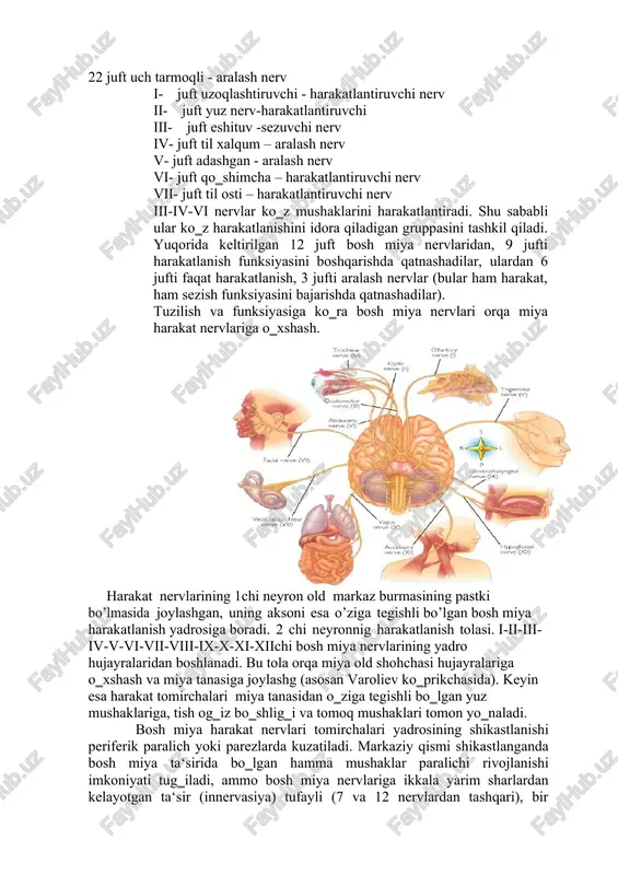 ga barham berdi. hozirgi kunda nasliylik bilan bog‗liq bo‗lgan har turdagi xastaliklar juda chuqur o‗rganilar va tahlil qilinadi. zaxm, sil, xronik alkogolizm va shunga o‗xshash xastliklar nasliy deb hisoblanmaydi. zaxm va shunga o‗xshash kasalliklar bilan og‗rigan, lekin o‗z vaqtida davolangan ota-onalardan tug‗ilgan bolalarda zaxm alomati bo‗lmasligi mumkin. bunday bolalar qoni tarkibida zaxm paydo qiluvchi spiroxet mikroblari aniqlanmaydi. alkogolik ota-onalarning bolalari hech qachon, albatta, alkogolik bo‗lib qolmaydi. lekin, ba‘zi hollarda bunday bolalarda nimjonlik, biroz ruhiy sustlashuv aqli zaiflik alomatlari bo‗lishi mumkin. bu alomatlar nasliylik alomati emas, balki ota-onalardagi zararli ta‘sirlar natijasida homila rivojini bir muncha zaif va noqulay sharoitda kechganligi oqibatidir. har bir ota-ona o’z xastaliklari yoki illatlarini homilaga juda erta yuqtirishlarini va bu holat 21 22 juft uch tarmoqli - aralash nerv i- juft uzoqlashtiruvchi - harakatlantiruvchi nerv ii- juft yuz nerv-harakatlantiruvchi iii- juft eshituv -sezuvchi nerv iv- juft til xalqum – aralash nerv v- juft adashgan - aralash nerv …