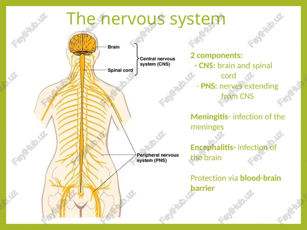 nervous and mental system disease - Page 2