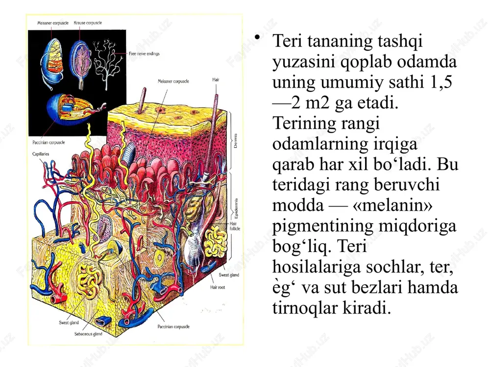 t kech paydo bo’ladi. 5 oylik homilada epidermisning donador va muguz qavatlari faqat qo’l va oyoq kaftlarida paydo bo’ladi. epidermis to’qima biriktiruvchi to’qima teri epidermis va dermaning chegarasi notekis bo‘lib, biriktiruv-chi to‘qimali so‘rg‘ichlar epidermisga botib kirgan bo‘ladi. epidermis dermadan glikozaminglikanlar va nozik argirofil tolalarga boy bo‘lgan bazal membrana bilan ajralib turadi. 1. bazal qavat 2. tikansimon hujayralar qavati 5. muguz qavat 4. yaltiroq qavat 6. tushib ketuvchi qavat 3. donador qavati epidermisning submikroskopik terkibi : i – bazal qavat , ii – tikanaksimon qavat , iii – donador qavat , iv –yaltiroq va muguz qavat. 1 – bazal membrana 2 – bazal epidermosit , 3 – melanoformasit, 4 – makrofag , 5 – yarimdesmosomalar , 6 – desmosomalar , 7 – tonofibrillalar 8 – promelanasoma , 9 – melannosoma 10 – lizosoma, 11 – hujayralararo tirqish, 12 – keratogialin granulalari , 13 – so’rg’ichsimon qavatning qon kapilyarlari barmoq terisi a …