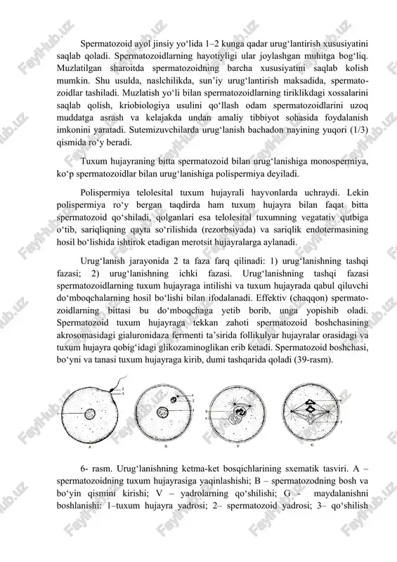 d ayol jinsiy yo‘lida 1–2 kunga qadar urug‘lantirish xususiyatini saqlab qoladi. spermatozoidlarning hayotiyligi ular joylashgan muhitga bog‘liq. muzlatilgan sharoitda spermatozoidning barcha xususiyatini saqlab kolish mumkin. shu usulda, naslchilikda, sun’iy urug‘lantirish maksadida, spermatozoidlar tashiladi. muzlatish yo‘li bilan spermatozoidlarning tiriklikdagi xossalarini saqlab qolish, kriobiologiya usulini qo‘llash odam spermatozoidlarini uzoq muddatga asrash va kelajakda undan amaliy tibbiyot sohasida foydalanish imkonini yaratadi. sutemizuvchilarda urug‘lanish bachadon nayining yuqori (1/3) qismida ro‘y beradi. tuxum hujayraning bitta spermatozoid bilan urug‘lanishiga monospermiya, ko‘p spermatozoidlar bilan urug‘lanishiga polispermiya deyiladi. polispermiya telolesital tuxum hujayrali hayvonlarda uchraydi. lekin polispermiya ro‘y bergan taqdirda ham tuxum hujayra bilan faqat bitta spermatozoid qo‘shiladi, qolganlari esa telolesital tuxumning vegatativ qutbiga o‘tib, sariqliqning qayta so‘rilishida (rezorbsiyada) va sariqlik endotermasining hosil bo‘lishida ishtirok etadigan merotsit hujayralarga aylanadi. urug‘lanish jarayonida 2 ta faza farq qilinadi: 1) urug‘lanishning tashqi fazasi; 2) urug‘lanishning ichki fazasi. urug‘lanishning tashqi fazasi spermatozoidlarning tuxum hujayraga intilishi va tuxum hujayrada qabul qiluvchi do‘mboqchalarning hosil bo‘lishi …