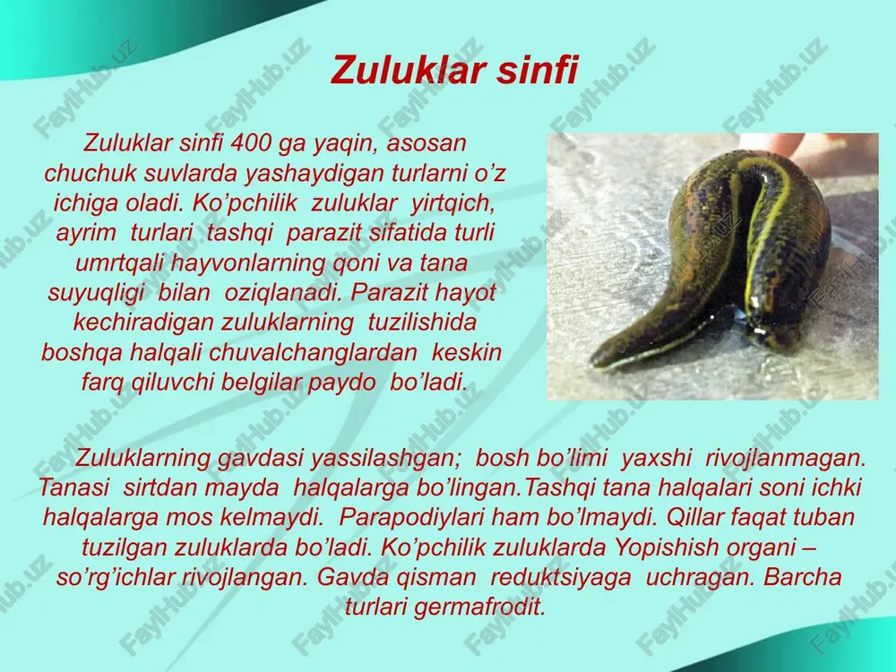 ta xitin jag’i bo’ladi. zuluk shu jag’lar yordamida hayvon terisini kesib, jarohatdan chiqadigan qonni muskulli halqumi yordamida so’rib oladi. zuluklarning so’lak bezlari tarkibidagi girudin moddasi qonning ivib qolishiga imkon bermaydi. so’lak bezlarining yo’li halqumga ochiladi. nafas olish sistemasi. zuluklarning odatda nafas olish organi bo’lmaydi. ular teri yuzasi orqali nafas oladi. faqat dengizda yashovchi zuluklar jabralar orqali nafas oladi. ayirish sistemasi. zuluklarning ayirish sistemasi bir muncha o’zgargan metanefridiylardan iborat. metanefridiylar zuluklar gavdasining oldingi va keyingi bo’g’imlarida bo’lmaydi. shuning uchun metanefridiylar soni tana bo’g’imlari soniga to’g’ri kelmaydi. masalan, tibbiyot zulugi gavdasi 33 ta bo’g’imdan iborat; metanefridiylari esa 17 juft bo’ladi. metanefridiylarning tanada joylashgan uchi berk bo’ladi. suyuqlik metanefridiy nayiga diffuziya orqali o’tadi. zuluklar o’rta ichagining oldingi qismi bir necha juft yon xaltachalarni hosil qilgani tufayli ular ancha ko’p miqdorda qon so’rib olish xususiyatiga ega. bir marta qon so’rgan zuluk 2-3 oygacha qon so’rmasdan yashashi mumkin. zuluklar so’rgan qon o’rta ichakning keyingi qismida …