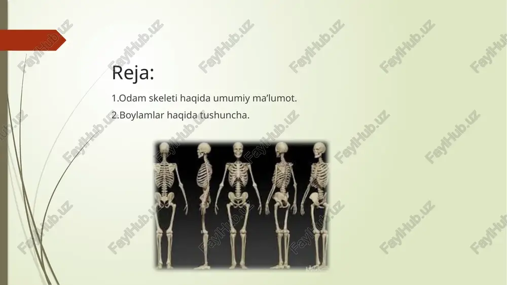 bosh suyagi 23 ta suyaklarning birikjsrudan tashkh topgan bo'lib ikki qismga bo'linadi: miya qutisi suyaklari va yuz suyaklari (2- rasm). miya qutisi suyaklariga: peshomi - i, tepa - 2, chakka - 2, ensa - i, asosiy - i, g'alvirsimon - 1 ta suyaklar kiradi. yuz suyaklariga: yuqorigi jag' - 2, yonoq - 2, burun - 2, ko'zyosh - 2, pastki burun chanog'i - 2, tanglay - 2, pastki jag' - 1, dimog' - i, til osti - i ta suyaklar kiradi.pastki jag' va chakka suyaklari bir-biri bilan bo'g'im hosil qilib birikadi. bu bo'g'im tufayli pastki jag' xilma-xil harakatlarni bajaradi va natijada odam ovqatni chaynash, so'zlash, kuylash imkoniga ega bo'ladi. yuqorida aytilganidek, yosh bolalarda bosh suyagi 23 ta alohida suyaklardan tashkil topgan bo'lib, ular bir-biri bilan suyak chok¬lari yordamida birikadi. ularning birikishi bolaning 2-3 oyligi¬dan boshlab, u voyaga yetguncha davom etadi. tana skeleti. odamning gavda skeleti ikki qismdan iborat: umurtqa pog'onasi …