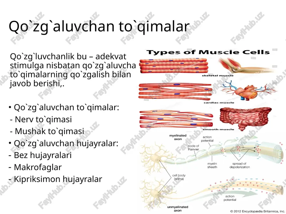 b)na; (a)cl=(b)cl; ● gibbs-donnan muvozanati mavjud: gibbs – donan muvozanati 2-tajriba: ● elektrik gradient yoʻq: ● konsentransion gradient bor (cl va y uchun): ● gibbs-donnan muvozanati mavjud emas: gibbs – donan muvozanati gibbs-donnan effekti: ● elektrik gradient yoʻq: ● konsentransion gradient bor: ● gibbs-donnan muvozanati mavjud: nernst tenglamasi maʼlum bir ionning membrana orqali bir tomonlama diffuziyasiga qarama -qarshi turuvchi, membrana boʻylab yuzaga kelgan diffuziya potensiali oʻsha ion uchun nernst potensiali deyiladi. nernst potensialining qiymati oʻsha ionning membrana ikki tomonidagi konsentratsiyalari nisbati orqali aniqlanadi. nernst tenglamasi goldman – hodgkin – katz tenglamasi nernst tenglamasi xar bir ionning muvozanat potensialini alohida oʻlchashga imkon beradi. ammo membarana potensialining kattaligi xar doim k+, na+, cl-, ionlarining oʻtkazuvchanligiga bogʻliq. xar xil ionlarning membrana potensialining generatsiyasidagi rolini goldman-xodjkin-katz doimiyligi bilan ifodalash mumkin. bu yerda: v =membrana potensiali r= gaz konstantasi t= absolyut xarorat f =faradey konstantasi pk = membrananing shu ionlar uchun oʻtkazuvchanligi, qavslar konsentratsiyani bildirsa, …