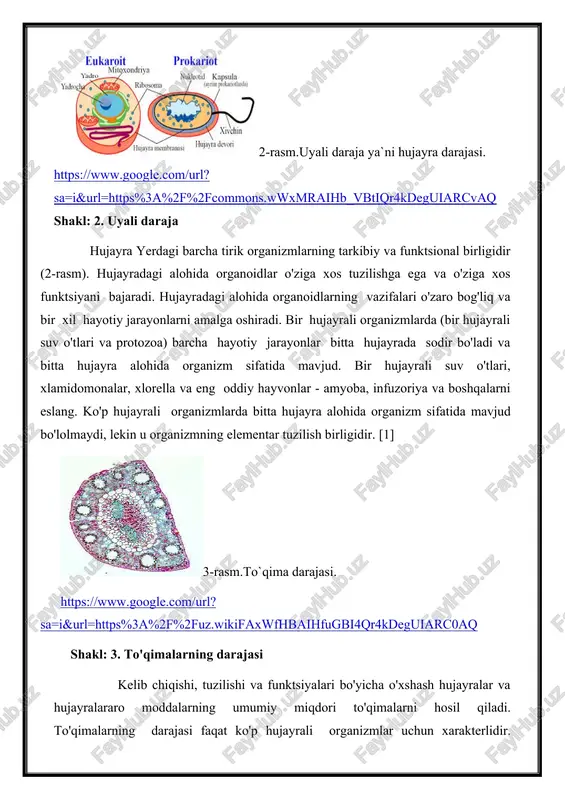 ng elementar tuzilish birligidir. [1] 3-rasm.to`qima darajasi. https://www.google.com/url?sa=i&url=https%3a%2f%2fuz.wikifaxwfhbaihfugbi4qr4kdeguiarc0aq shakl: 3. to'qimalarning darajasi kelib chiqishi, tuzilishi va funktsiyalari bo'yicha o'xshash hujayralar va hujayralararo moddalarning umumiy miqdori to'qimalarni hosil qiladi. to'qimalarning darajasi faqat ko'p hujayrali organizmlar uchun xarakterlidir. shuningdek, alohida to'qimalar mustaqil butun organizm emas (3-rasm). masalan, hayvonlar va odamlarning tanalari to'rt xil to'qimalardan iborat (epiteliy, biriktiruvchi, mushak, asab). o'simliklar to'qimalari deyiladi: ta'lim, asosiy, qo'llab-quvvatlovchi, o'tkazuvchi va ekskretator. ayrim to'qimalarning tuzilishi va funktsiyalaridangina kelib chiqib o`z faoliyatini davom ettiradi.[2] 4-rasm. organ darajasi https://www.google.com/url?sa=i&url=https%3a%2f%2fwww.vecteezy.com%2fvector-art%rcraq shakl 4. organ darajasi ko'p hujayrali organizmlarda tuzilishi, kelib chiqishi va funktsiyalari o'xshash bir nechta bir xil to'qimalarning birlashishi organlar darajasini hosil qiladi (4-rasm). har bir a'zoning tarkibida bir nechta to'qimalar mavjud, ammo ularning orasida eng muhimi bitta.alohida organ ajralmas organizm sifatida mavjud bo'lolmaydi. tuzilishi va funktsiyasi jihatidan o'xshash bo'lgan bir nechta organlar birlashganda organlar tizimini tashkil qiladi, masalan, ovqat hazm qilish, nafas olish, qon aylanishi va boshqalar.[2] 5-rasm.tashkiliy …