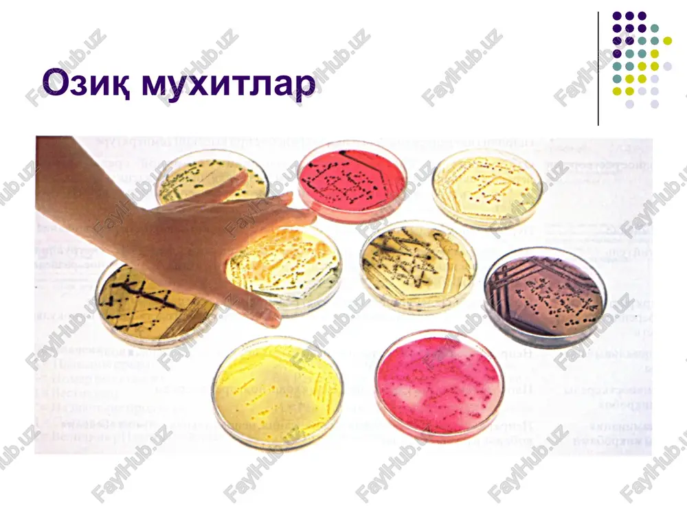 atiladi. mikrobiologning ish stoli ishlatilishiga karab: asosiy yoki universal ozik muxitlar. gpa va gpb. ko'p mikroorganizmlar shu muxitlarda o'sadi. maxsus muxit- ru, kka, qonli agar, zardobli agar, zardobli bulon. tanlangan (elektiv) muxitlar. ishqoriy-peptonli suv kiradi (vabo vibrion uchun), safro ko'shilgan muxit - safroli bulon va rapoport muxiti (korin tifi uchun) , stafilokokk uchun sut va tuxum sariqli tuzli agar. differentsial-diagnostik muxitlar. bu muxitlar laboratoriya sharoitida bakteriyalarning bir-biridan farklash maksadida ishlatiladi. bularga: differentsial-diagnostik muxitlar 1.bakteriyalarni protealitik xus-ni aniklashda f-gan muxitlar (gpj) 2.bakteriyalarni uglevodlarni parchalanish x-ni aniqlash f-gan muxitlar (giss, olkeniskiy) 3.bakteriyalarni laktozani parchalash yoki parchalamaslik x-ni aniklash f-gan muxitlar (endo, levina, klark va ploskiryov) 4.bakteriyalarni gemolitik x-ni aniklashda f-gan muxitlar (qonli agar)kiradi. petri kosachalari ozik, muxitdarii tayyordash asosiy muxitdar. triptik gidrolizat pastasi matlum xa- jidagi distillangan suvda eritiladi, rn urnatiladi, tegishli idishlarga kuyilib, orzi paxta-dokali probkalar bilan berki- tiladi va avtoklavda sterillanadi. ozik, agar kukuni matlum xajmdagi suvga solinadi va 10-15 …