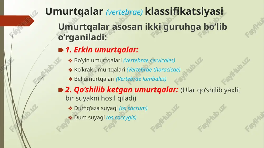 i yuqoridagi umurtqaning bo’g’im o’sig’i va pastki umurtqaning yuqorigi o’sig’i birlashishidan ular oralig’ida umurtqalararo teshik (foramen intervertebrale) hosil bo’ladi. bu yerdan orqa miya nervlari chiqadi. processus articularis superior et inferior facies articularis superior incisura superior et inferior incisura inferior incisura superior foramen intervertebrale umurtqalarning tanaga nisbatan oriyentatsiyasi oldinga - umurtqa tanasi orqaga - umurtqaning o’tkir o’sig’i yuqoriga - incisura superior pastga - incisura inferior umurtqalarning xususiy anatomik tuzilishlari: bo’yin umurtqalari (vertebrae cervicales) barcha bo’yin umurtqalariga xos xususiyat – ularning ko’ndalang o’siqlarida teshiklar (foramen transversarium) ning bo’lishi. bu teshiklar ustma-ust joylashib arteria vertebralis uchun yo’lak tayyorlab berishadi bo’yin umurtqalari boshqa umurtqalardan farq qilibgina qolmay, ular o’zaro bir-biridan ham farq qiladi. shu sabab ularni ikki guruhga ajratib o’rganishimiz mumkin: tipik bo’yin umurtqalari (c3-7) atipik bo’yin umurtqalari (c1-2) barcha tipik bo’yin umurtqalari uchun xos xususiyatlar: tanasi (corpus) birmuncha kichik va o’tirg’ichsimon shaklda foramen vertebrae katta va uchburchak shaklga ega ko’ndalang o’siqlarining yuqorisidan orqa …