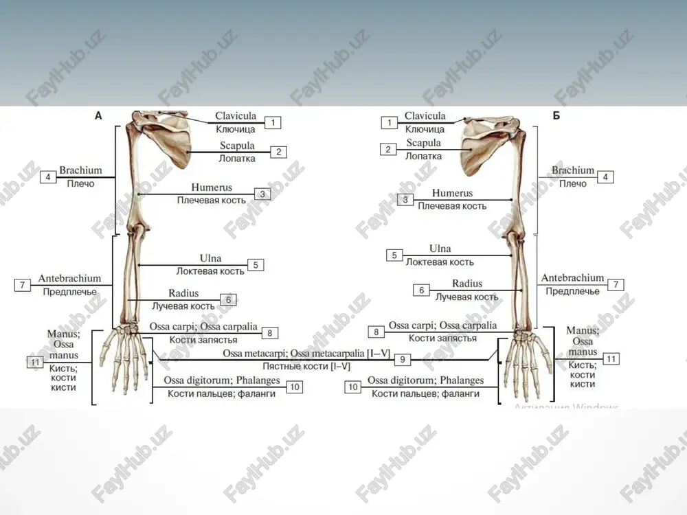 birlashadigan yassi akromion bo‘g‘im yuzasi (facies articularis acromialis) bor. 0 ‘mrov suyagi tanasining yuqori yuzasi silliq, pastki yuzasida boylamlar birikadigan konussimon do‘mboqcha (tuberculum conoideum) va trapetsiyasimon chiziq (linea trapezoidea) mavjud. yangi tug‘ilgan chaqaloqning o‘mrov suyagi s-shakliga ega. uning akromion uchi ingichka tog‘ay hoshiya bilan qoplangan bo‘lib, to‘shga qaragan uchi tog‘aydan iborat. yelka suyagi (humerus) qo‘lning erkin harakatchan qismi (pars libera membri superioris) yelka, bilak va tirsak hamda .qo‘l kafti suyaklaridan tashkil topgan. yelka suyagi (humerus) uzun naysimon suyaklar turkumiga kiradi. unda yelka suyagining tanasi (corpus humeri) va 2 ta: yuqorigi (proksimal) va pastki (distal) uchlari tafovut qilinadi. uning yuqorigi uchida ichkariga va biroz orqaga qaragan sharsimon yelka suyagining boshchasi (caput humeri) bor. tirsak suyagi(ulna) tirsak suyagi(ulna)ning yuqori yo‘g‘on uchida yelka suyagining g‘altagi bilan qo‘shiladigan kattagina g‘altaksimon bo‘g‘im o‘ymasi (incisura trochlearis) bor. bo‘g‘im o‘ymasi old tomonda toj o‘sig‘i (processus coronoideus) va orqa tomonda tirsak o‘sigh (olecranon) bilan chegaralanib turadi. toj o‘sig‘ining …
