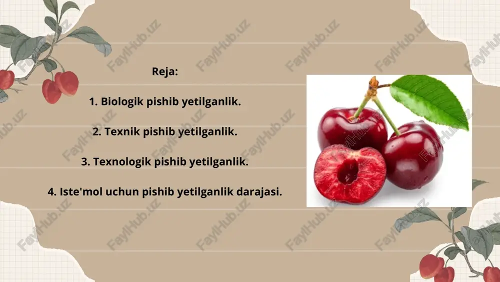 vino, murabbo) uchun eng optimal holatga keladi. asosiy belgilar: rangi to‘liq to‘yingan (to‘q qizil yoki binafsha). pulpa yumshoqroq, lekin shaklini saqlaydi. shakar miqdori maksimal, kislotalilik pasaygan. aromatik moddalarning to‘planishi yuqori. quruq modda: 17–20 % umumiy shakar: 11–13 % titrlanuvchi kislotalilik: 1,0–1,3 % antosianlar: 90–120 mg/% pektin moddalari: 0,8–1,0 % qattiqlik: 3–4 kg/sm² iste’mol uchun pishib yetilganlik iste’mol uchun pishib yetilganlik olcha mevasining iste’mol uchun pishib yetilishi — bu meva to‘g‘ridan-to‘g‘ri yeyish uchun eng yoqimli ta’m, hid, rang va to‘qimaga ega bo‘lgan bosqichidir. bu davrda meva organoleptik xususiyatlari eng yuqori darajaga yetadi asosiy belgilar: meva rangi to‘liq to‘yingan, yaltiroq. pulpa shirador, suvli va yumshoq. shakar va kislota nisbati yoqimli nordon-shirin ta’m beradi. hid kuchli, tipik olcha aromati. namlik: 80–85 % quruq modda: 15–18 % umumiy shakar: 12–14 % titrlanuvchi kislotalilik: 0,9– 1,2 % antosianlar: 100–130 mg/% qattiqlik: 2–3 kg/sm² thank you