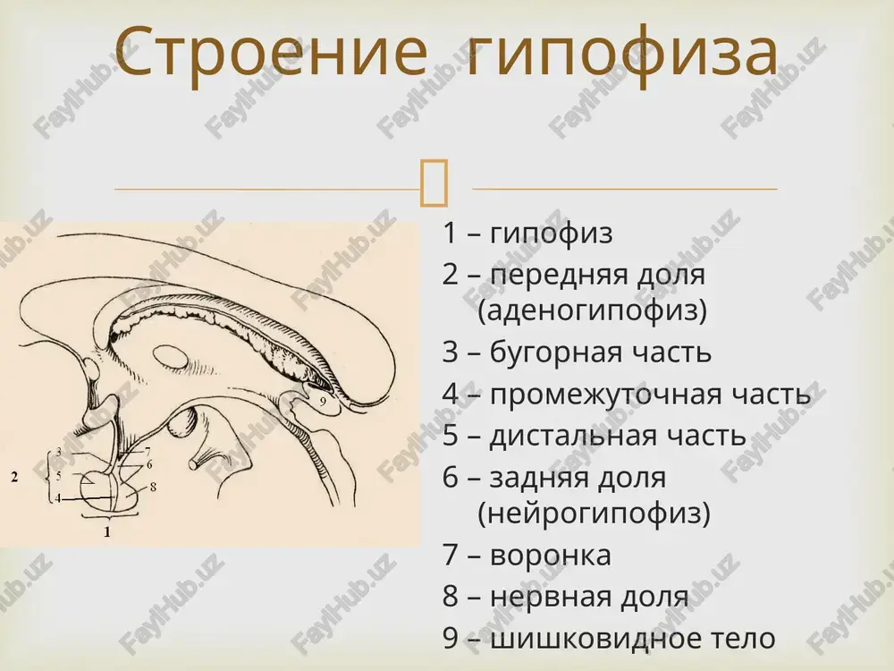 v koje usilenie pigmentatsii umenshenie pigmentatsii  gipotalamo-gipofizarnaya sistema rilizing-gormoni cherez krovenosnoe ruslo popadayut v gipofiz, gde pod ix vliyaniem proisxodit obrazovanie, nakoplenie i videlenie gipofizarnix gormonov  patologii gipofiza gipofiz mojet xarakterizovatsya giperfunktsiey i gipofunktsey, chto privodit k vozniknoveniyu endokrinnix zabolevaniy. tak, v rezultate povishennoy sekretsii u cheloveka mogut razvitsya gigantizm ili akromegaliya, bolezn itsenko – kushinga. snijennaya je virabotka biologicheski aktivnix veshestv vizivaet gipotalamo-gipofizarnoy nedostatochnost. bolnoy s axondroplaziey  gormoni funktsiya v usloviyax normi povishennaya funktsiya ponijennaya funktsiya liberini stimuliruyut virabotku gormonov peredney doli gipofiza giperfunktsiya peredney doli gipofiza gipofunktsiya peredney doli gipofiza statini tormozyat virabotku gormonov peredney doli gipofiza gipofunktsiya peredney doli gipofiza giperfunktsiya peredney doli gipofiza vozdeystvie gormonov na organizm  image4.jpeg image5.jpeg image6.png image7.jpeg image8.png image9.jpeg /docprops/thumbnail.jpeg