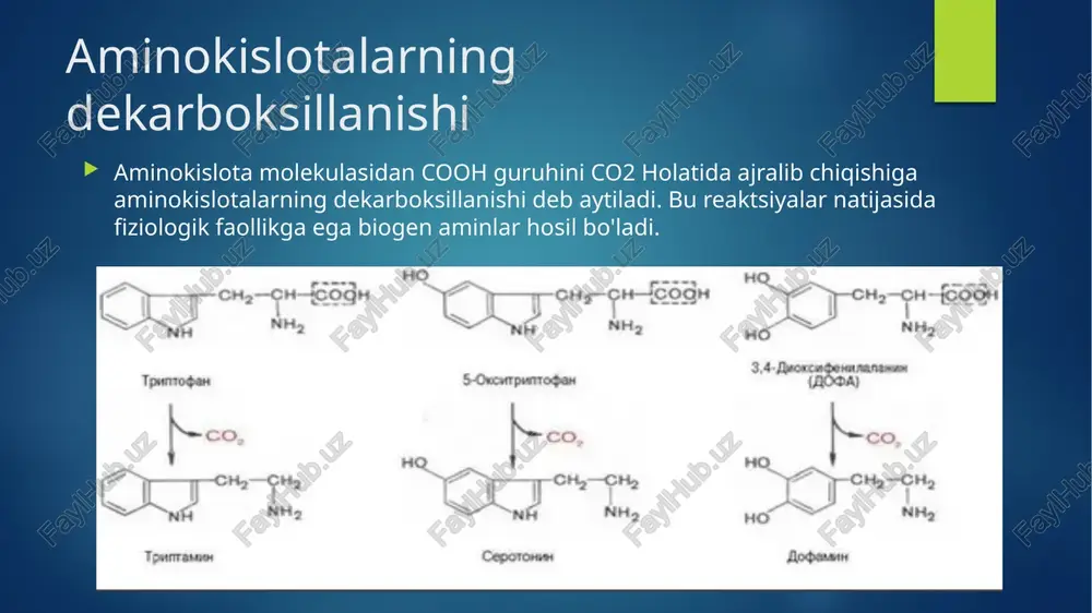 ndrom, homiladorlar toksikozi, kartsinoid sindrom va gemorragik diatezlar rivojlanishida ishtirok etadi. biogen aminlarning zararsizlanishi. biogen aminlarning zararsizlanishi oksidlanuvchi dezaminlanish yo'li bilan monoaminooksidaza (mao) va diaminooksidaza (dao) ishtirokida boradi va aldegid hamda ammiak xosil bo'ladi. mao - kofermenti fad, mitoxondriya tashki membranasida joylashgan, birlamchi, ikkilamchi va uchlamchi aminlarning zararsizlanishida qatnashadi. dao – kofermenti piridoksalfosfat, sitoplazmada joylashgan, gistamin, putrestsin, kadaverin va qisman alifatik aminlar zararsizlanishida qatnashadi. r-ch2-nh2 + fad → r-ch=nh + fadn2 r-ch=nh + h2o → r-coh + nh3 r-coh + 1/2o2 → r-cooh hosil bo'lgan aldegidlar aldegiddegidrogenaza ishtirokida organik kislotalargacha oksidlanadi. organizmda ammiak hosil bo`lish yo`llari : 1.aminokislotalarning dezaminlanishi natijasida. biogen aminlarni zararsizlantirilishi 2.purin hosilalarining dezaminlanishida. pirimidin asoslarini parchalanishida aminokislota amidlarini dezaminlanishida (asparagin va glutamin). glitsin parchalanishining asosiy yo'lida. ichakda ovqat oqsillaridan mikroflora ta'sirida hosil bo'ladi. organizmda ammiakning hosil bo`lishi: ammiakning zaxarliligi uni mns ga ta'siri bilan bog’liqligi. 1 sutkada 100 g oqsil parchalanganda 19,4 g ammiak hosil bo'ladi. to'qimalarda …