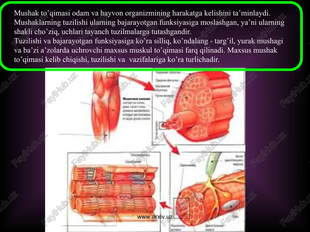 ivojlanadi. uchinchi quloq oldi miotomidan ko'z soqqasining lateral to'g'ri mushagi - m. rectus oculi lateralis rivojlanadi. birinchi visseral ravoq mandibular ravoq deyilib, quyidagi mushaklar rivojlanadi: chaynov mushaklari va m. mylohyoideus, ikki qorinchali mushak - m. digastricus ning oldingi qorinchasi, nog'ora bo'shlig'idagi nog'ora pardani taranglovchi mushak - m. tensoris thympani, yumshoq tanglayni taranglovchi mushak - m. tensor veli palatini. ikkinchi visseral ravoq gioid ravog'i deb atalib, bu ravoqdan mimika mushaklari, ikki qorinchali mushak - m. digastricus ning orqa qorin­chasi, bo'yindagi teri osti mushagi - m. platisma rivojlanadi. uchinchi visseral ravoq birinchi jabra ravog'i deb atalib, bu ravoqdan halqumning m. stylopharyngeus mushagi rivojlanadi. to'rtinchi visseral ravoq ikkinchi jabra ravog'i deb atalib, bu ravoqdan halqumning qisuvchi mushaklari rivojlanadi. beshinchi visseral ravoq uchinchi jabra ravog'i deb atalib, ikkinchi jabra ravog'ining ishtirokida bo'yindagi m. sternocleidomastoideus mushagi va orqadagi m. trapezius mushagining rivojlanishida qatnashadi. umurtqa pog'onasining ikki tarafida joylashgan dorzal miotomlardan faqat orqaning chuqur xususiy mushaklari …