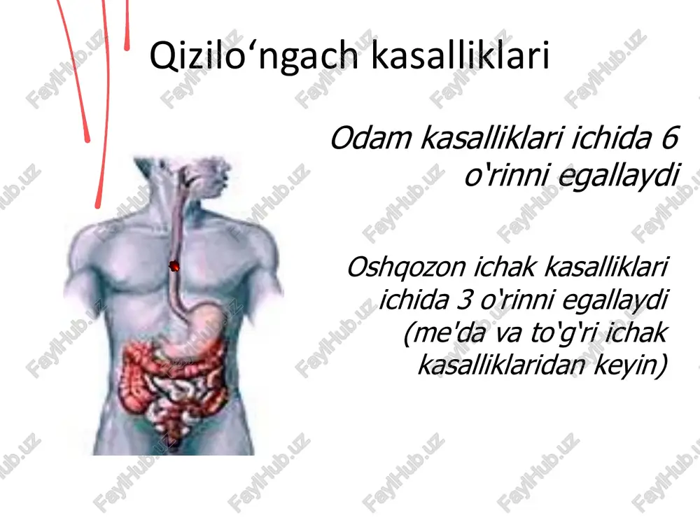 qizilo‘ngach anatomiyasi 1. bo‘yin qismi 2. ichki qism a. yuqorigi ko‘krak qismi b. o‘rta ko‘krak qismi. c. pastki ko‘krak qismi qizilo‘ngachning qon bilan ta'minlanishi va limfatik yo‘llari qalqonsimon bezning pastki arteriya shoxlari ko‘krak aortasi shohlari bronxial arteriyalar chap oshqozon arteriyasi yuqoriga ko‘tariluvchi shohi metastazlarni tarqalish yo‘llari qizilo‘ngach tekshirish usullari 1. rentgenologik tekshirish usuli 2. endoskopik tekshirish usullari 3. radioizotop tekshirish usullari(tashqi va bo‘shliqga kirish bilan) 4. ultratovush tekshirish usuli 5. qizilo‘ngach ichi ph-metriyasi 6. qizilo‘ngach motorikasini tekshirish 7. kompyuter tomografiya qizilo‘ngachni endoskopik tekshirish usuli qizilo‘ngachni rentgenologik tekshirish usuli qizilo‘ngach kasalliklari tasnifi • i. rivojlanish nuqsonlari • 1. tug‘ma qizilo‘ngach atreziyasi va qizilo‘ngach-traxeal oqmalar • 2. qizilo‘ngach tugma stenozlari • 3. qizilo‘ngach tugma membranoz diafragmasi • 4. tug‘ma kalta qizilo‘ngach • 5. tug‘ma ezofageal kistalar • 6. tomirlar anomaliyasi • ii. jarohatlar • 1. travmatik jarohatlar – tashqi va ichki • 2. qizilo‘ngach kuyishi va uning asoratlari • iii. qizilo‘ngach kasalliklari …
