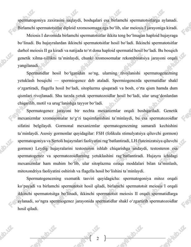 ar darhol meiosis ii ga kiradi va natijada to‘rt dona haploid spermatid hosil bo‘ladi. bu bosqich genetik xilma-xillikni ta’minlaydi, chunki xromosomalar rekombinatsiya jarayoni orqali yangilanadi. spermatidlar hosil bo‘lganidan so‘ng, ularning rivojlanishi spermatogenezning yetuklash bosqichi — spermiogenez deb ataladi. spermiogenezda spermatidlar shakl o‘zgartiradi, flagella hosil bo‘ladi, sitoplazma qisqaradi va bosh, o‘rta qism hamda dum qismlari rivojlanadi. shu tarzda yetuk spermatozoidlar hosil bo‘ladi, ular urug‘donlardan chiqarilib, motil va urug‘lanishga tayyor bo‘ladi. spermatogenez jarayoni bir nechta mexanizmlar orqali boshqariladi. genetik mexanizmlar xromosomalar to‘g‘ri taqsimlanishini ta’minlaydi, bu esa spermatozoidlar sifatini belgilaydi. gormonal mexanizmlar spermatogenezning samarali kechishini ta’minlaydi. asosiy gormonlar quyidagilar: fsh (folikula stimulyatsiya qiluvchi gormon) spermatogoniya va sertoli hujayralari faoliyatini rag‘batlantiradi, lh (luteinizatsiya qiluvchi gormon) leydig hujayralarini testosteron ishlab chiqarishga undaydi, testosteron esa spermatogenez va spermatozoidlarning yetuklashini rag‘batlantiradi. hujayra ichidagi mexanizmlar ham muhim bo‘lib, ular sitoplazma ozuqa moddalari bilan ta’minlash, mitoxondriya faoliyatini oshirish va flagella hosil bo‘lishini ta’minlaydi. spermatogenezning sxematik tasviri quyidagicha: spermatogoniya mitoz …