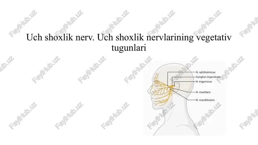 larining periferik tolalari uch shoxli nerv poyasini tashkil etib, uch shoxga: ko‘z, yuqori jag‘, pastki jag‘ nerviga ajraladi. nervning harakatlantiruvchi tolalari pastki jag’ nerviga qo‘shiladi. uch shoxli nervning 1-tarmog’i: v1 n.ophtalmicus gasser tugunidan ajraladi va kavernez sinusning tashqi tomoni orqali o’tib fissure orbitalis superior(ko’z kosasi yuqori yorig’i)ga boradi va kalla suyagidan shu yoriq orqali chiqib ketadi. bu tarmoq sezuvchi tarmoq i.ko‘z nervi (n. ophtalmicus) tugundan boshlanib, ko‘z kosasining yuqorigi yorig‘i orqali ko‘z kosasiga kiradi. ko‘z kosasiga kirgunicha undan bosh miya pardalariga yo‘naluvchi tarmoq (r.meningeus recurrens) chiqib miyacha chodiriga tarqaladi. ko‘z yoshi bezining nervi (n.lacrimalis) ko‘z kosasining lateral devori bo‘ylab yo‘naladi. uning tarmoqlari ko‘z yoshi bezini, ko‘zning lateral burchagi, yuqorigi qovoq terisini va konyunktivasini innervatsiya qiladi. nerv ko‘z yoshi beziga kirishdan oldin yonoq nerviga qo‘shuvchi tarmoq (r.communicans cum nervo zygomatico) oladi. peshona nervi (n.frontalis) ko‘z kosasining ustki devori ostida yotib ikki tarmoqqa bo‘linadi: a)ko’z kosasi usti nervi (n.supraorbitalis) o’z nomidagi o’yiq …