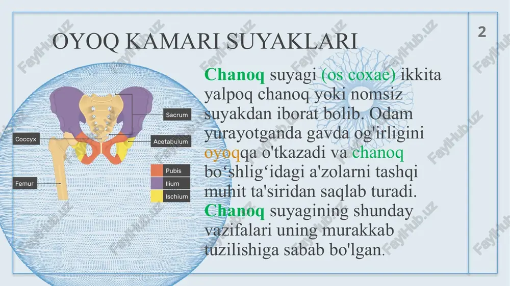i; 5- katta boldir suyagi: 6- kichik boldir suyagi: 7- tovon suyagi; 8- oyoq kafti suyaklari; 9- panja suyaklari. 7 oyoq panjasi suyaklari os tarsus-kaft oldi suyaklari os metatarsus- kaft suyagi phlangea digitorum-barmoq suyaklari 8 8 chanoq-son bo‘g‘imi xaltaning sirtidan to‘rtta boylam vositasida mustahkamlanadi 1)yonbosh-son boylami – lig. iliofemorale 2) quymich-son boylami – lig. ischiofemorale 3) qov-son boylami – lig. pubofemorale 4) zona orbicularis 9 9 yassioyoqlik yassioyoqlikda tovon-kaft yuzasi (gumbaz qismi) kengayib, o'yiq (chuqur) qismining sathi kamayadi, ba'zida esa oyoq yuzasining butun sathini gumbaz qism egallab, u tekis bo'lib qoladi. natijada tovon-kaftning ressorlik vazifasi buziladi va quyidagi belgilar yuzaga keladi. bunday odam uzoq vaqt tik turganda, ko'proq yurganda, yugurganda, og'ir yuk ko'targanda oyog'ining tovon-kaft va boldir muskullarida og'riq paydo bo'ladi. 10 10 11 oyoq izlari: 1- normal oyoq izining fotosurati; 2 - yassioyoq izining fotosurati; 11 yassi oyoqlikda davolash jismoniy tarbiyasi bolalarda uchraydigan yassi oyoqlikni oldini olish uchun ularning …
