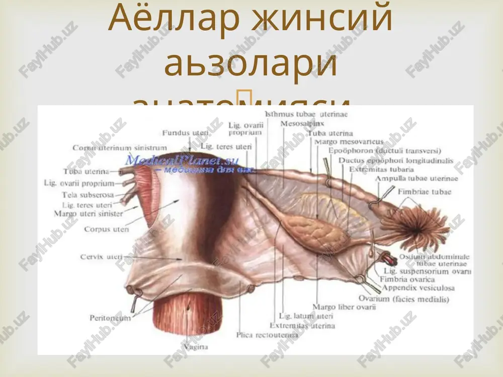 k bushligidagi bashkapatologiyalar sababli. davolash: asosiy kasallikni davolanadi.  bunda bachadon buyni spinal chizikdan pastda joylashadi . jinsiy azolarning tushishi kisman bachadon buyni jinsiy tirkishdan tashkariga chikadi(chala tushish )yoki bachadonni chikishi (tulik tushish) jinsiy azolar tushishi va osilib kolishi.  i daraja bachadonning pasga tushishi kuzatilpdi, bachadon buyinchasining paski kismi spinal chizikdan pasga tushadi, kin devorlari kin kirish joyidan tashkariga chikadi. ii daraja – jinsiy azolarning notulik chikishi bachadon bo'yni jinsiy teshikdan tashkarigachikadi,uning tanasi esa yukorirokda joylashadi. iii daraja- jinsiy azolarning to'likchikishi . bachadoning hamma kismi jinsiy yorikdan tashkariga joylashadi. klassifikatsiya malinovskiy buyicha   1) tug'ruk vaktida oralik vachanak tubi muskullarning travmatizatsiyasi , tez-tez tug'ruklar. 2) tug'rukga bog'lik bulmagan oralik muskullarning kuchsizligi , astenik tana tuzilishili ayollar, etarliovkatlanmaslik, og'ir jismoniymexnat bilan shug'ullanuvchi , surunkali kabziyat bo'lgan ayollarda jinsiy infantilizimda, tezda oriklashda kuzatiladi. 3) kari yoshda to'kimalar atrofiyasidakuzatiladi. etiologiya  og'rik xisi, korinning paski kismida og'irlik xisi , kinda begona …
