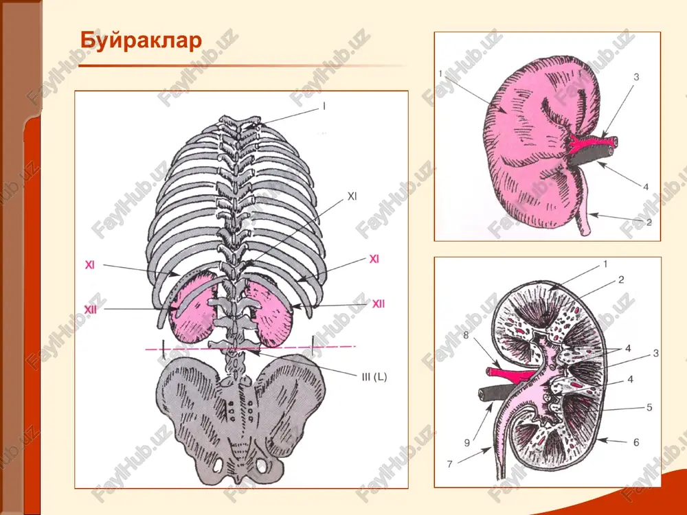 alik siydik xajmi (2/3- kunduzi, 1/3-tunda). poliuriya- kunlik diurez 2 l va undan ko'p. nikturiya- tungi diurez kunduzgidan ko'p. oliguriya- sutkalik siydik xajmi 500 mldan kamayishi anuriya- siydik pufagiga sutkasiga 50 mldan ko'p siydik tushmaydi. farqlanadi: arenal, prerenal, renal(sekretor), subrenal siydik ajratish buzilishlari buyrak kasalliklarida siydik ajratish buzilishi kuzatiladi -/dizuriya/ poliuriya- sutkalik siydik miqdori 2 litrdan ko'p kuzatiladi: ko'p suyuklik ichganda, diuretiklar kabul kilganda,qandli diabetda, qandsiz diabetda, surunkali buyrak etishmovchiligida (nisbiy zichligi pasaygan) oliguriya cutkalik siydik miqdori 500 mldan kam. buyrakdan tashqari sabablar tufayli (suyuqlik kam ichganda, terlashning kuchayishi, profuz ich ketish,to'xtovsiz qusish, yurak etishmovchiligida organizmda suv ushlanib qolganda), shuningdek glomerulonefritda, pielonefrit, uremiya, nefrotoksik zaxarlar bilan zaxarlanishda. yodda tuting: oliguriya,buyrak funktsiyasi buzilishi bilan bog'liq, ko'p xollarda siydik bilan osmotik faol moddalar kam ajraladi va solishtirma og'irligi pasayadi oliguriyada agar buyrak funktsiyasi saqlangan bo'lsa solishtirma og'irligi normada yoki ortadi anuriya siydik ajratishning keskin kamayishi (100 ml sutkasiga) yoki butunlay to'xtashi. anuriyaning …