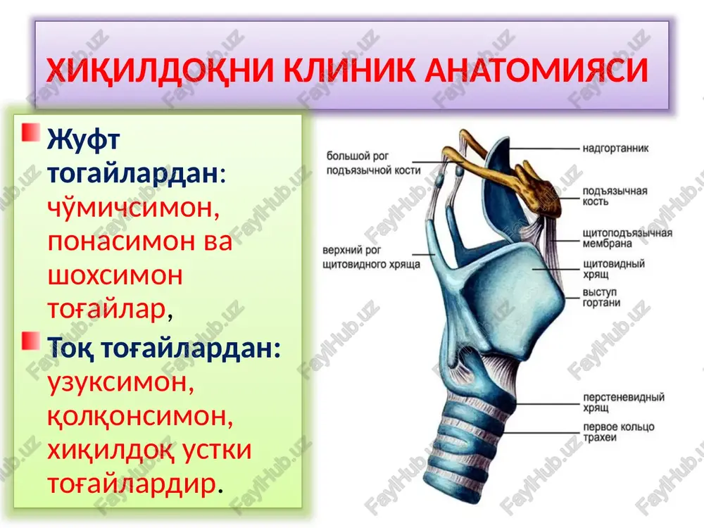 g o'tkir yallig'lanishi avval tovush o'zgarib dag'allashadi,so'ngra umuman chiqmasdan (afoniya tomoq achishadi, qichishadi,tomoqda yot jism borligi xissiyoti avval quruq, so'ngra balg'amli yo'tal paydo bo'ladi laringoskopiyada - xiqildoqni barcha bo'limlarini shilliq qavatlarini bir xil qizargan, shishgan, nafas yorig'ida,ovoz boylamlarida yopishqoq shilimshiq ajralma kuzatiladi o'tkir traxeit (trachitis acuta) bemorlar ko'pincha tunda xurujsimon yo'taladi, yo'talish to'xtagandan so'ng ko'krak qafasida va xiqildok soxasida og'riq paydo bo'lishidan shikoyat qiladilar. xurujsimon yo'talish avval quruq, so'ngra balg'am ko'chishi bilan xarakterlanadi.yo'talni kechasi bo'lishiga sabab,bemorlar yotgan xolda kekirdakka balg'am to'planib,reflektor yo'tal chaqiradi,balg'am to'liya chiqarib tashlangandan so'ng yo'tal xuruji pasayadi. ovoz o'zgarib, xirillab qoladi. laringoskopiyada kekirdakni shillik qavati qizarishi va shishi soxta bo'g'ma va xiqildoq bo'g'masi farki soxta bo'g'ma (larinqitis subhordaiis) xiqildoq bo'g'masi kasallikni belgilarni asta-sekin rivolanishi bilan ajralib turadi,dastlab umumiy intoksikatsiya xos belgilar:umuiy quvvatsizlik,tana xaroratini ko'tarilishi,umumiy quvvatsizlik,uyqu va ishtaxani buzilishi paydo bo'ladi, keyinchalik yolg'on bo'g'mani belgilari paydo bo'ladi: nafas olishni kuchayib boruchi qiyinligi,ovozni dastlab xirilashi,keyinchalik umuman chiqmasdan qolishi (afoniya) …