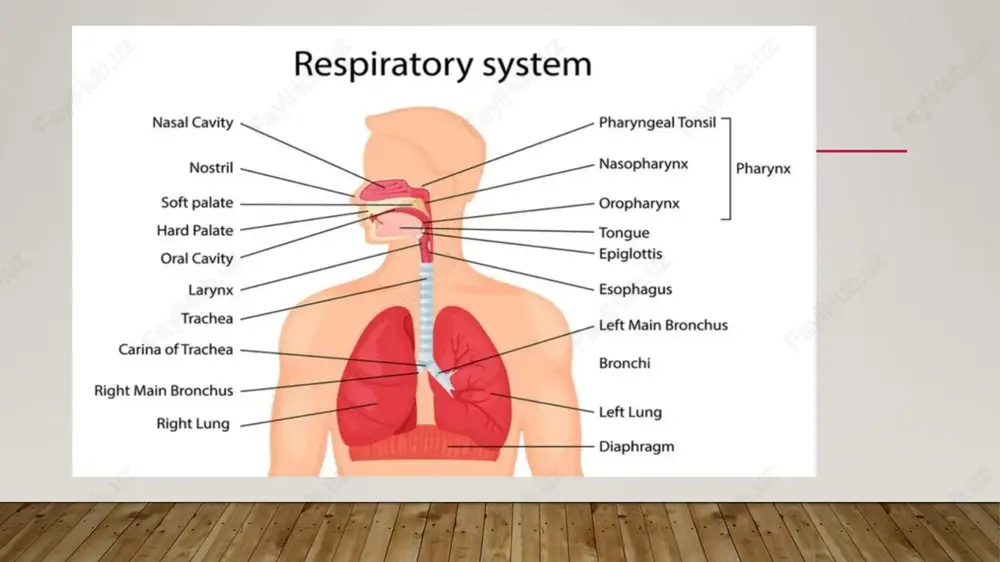 ctive pulmonary disease (copd) trachea {7 bronchus bronchiole harakatlar =) 3.) emphysema bronchitis copd: causes, symptoms, diagnosis, treatment & prevention rasmiar mualliflik huqugi bilan himoyatangan bolishi murnkin. batafsil a minchich a canine flow-volume loops flow-volume parameter rv frc bile fev, fc fev /fvc normal >80% predicted >80% predicted >70% obstructive lung disease t t i uy normal or + + fev, decreased more than fvc obstructive, loop shifts tothe left restrictive lung disease + 4 t 4 4 normal or t fey, decreased proportionately to fvc to the right se 8 at 4 = 3 volume ( é f) sat 4 s £8 8 a h,-blockers also called antihistamines. reversible inhibitors of h, histamine receptors (inverse agonists). first generation diphenhydramine, dimenhydrinate, chlorpheniramine, doxylamine. names usually contain “-en/-ine” or “-en/-ate.” clinical use allergy, motion sickness, vomiting in pregnancy, sleep aid. adverse effects sedation, antimuscarinic, anti-o-adrenergic. second generation loratadine, fexofenadine, desloratadine, cetirizine. …