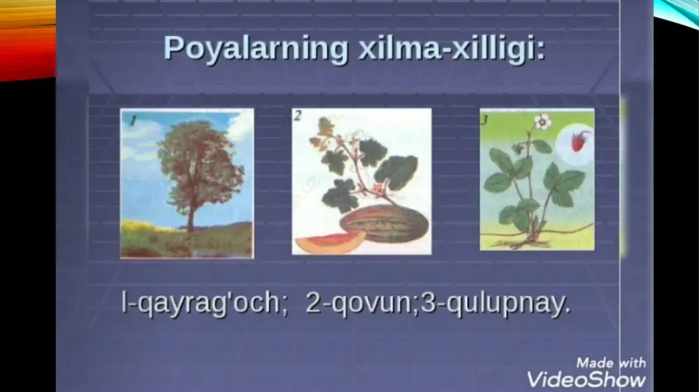 ildiz (diz) - Page 2