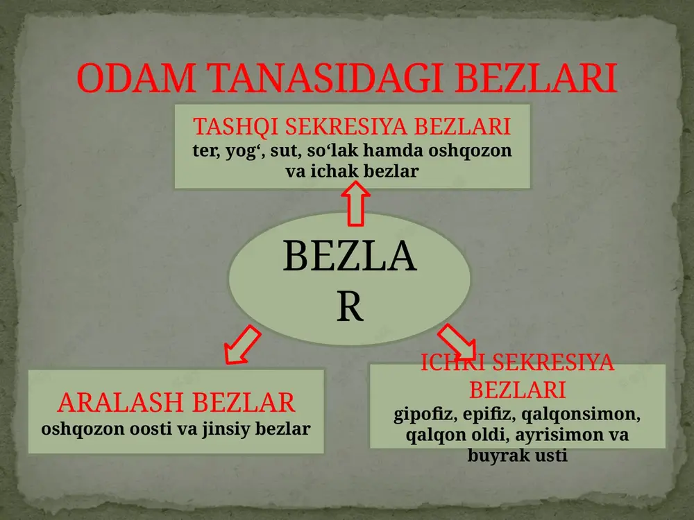 darajada saklashni tay’minlaydi. gormon funksiyasi no'xatsimon, massasi 0,5-0,6 g ga teng bo'lib, bosh miyaning ostki sohasida, kalla suyagining turk egarchasi deb atalgan qismida joylashgan. u ishlab chiqaradigan gormonlar organizmdagi moddalar almashinuvi jarayonini uyg‘unlashtirishda katta ahamiyatga ega. gipofiz gipofiz organizmdagi barcha ichki sekretsiya bezlarining ishini tartibga soluvchi hukmron bez hisoblanadi. uning funksiyasi markaziy nerv tizimi tomonidan , ya’ni oraliq miyada joylashgan gipotalamusdan ajraladigan neyrogormonlar orqali boshqariladi. gipofiz oldingi qismi somototrop gormoni (stg) adrenokor-tikotrop gormon tireotrop gormon gonadotrop gormon laktotrop gormon lyuteinlovchi gormon somototrop gormoni (stg) adrenokor-tikotrop gormon tireotrop gormon somototrop gormoni (stg) bolalar va o'smirlarning o'sishini, rivojlanishini, organizmda oqsillar sintezlanishini boshqaradi. ko'p ishlab chiqarilsa, bo'y me'yoridan ortiq o'sib ketadi. bu holatga gigantizm, bunday odam esa gigant deb ataladi. kamroq ishlab chiqarilsa, bo'y o'sishi sekinlashadi, bunday holga nanizm deyiladi. bunday bo'yi past odam gipofizar pakana deyiladi. ularning bo'yi past bo'lsa ham aqliy faoliyati normal bo'ladi. bo'y o'sishi to'xtagan katta odamlarda somatotrop gormoni …