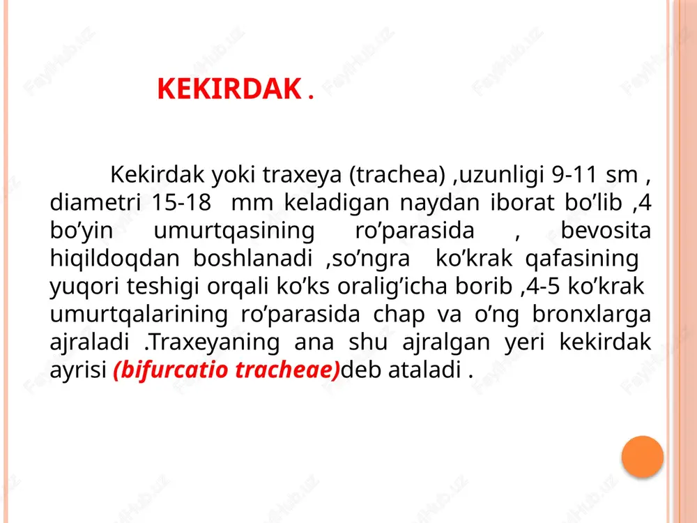 ka ( pulmones , yunoncha pneumon –rasm ) bir juft bo’lib ko’krak qafasining (cavitas thoracis )ikki tomonida joylashgan . o’ng va chap o’pkalar o’rtasidagi kamgakda yurak , qon tomirlar va ko’ks oralig’i joylashgan . har bir o’pka( pulmo) konus shaklida bo’lib , asosi ( basis pulmonis ) past tomondan diafragmaga tegib turadi va diafragma tegib turadi va diafragma yuzasi (facies diafragmatica ) deyiladi . o’pkaning uchi (apex pulmonis ) birinchi qovurg’adan 3-4 sm yuqoriroqda turadi va orqa tomondan 7 bo’yin umurtqaning ro’parasiga to’g’ri keladi .o’pkalarning qovurg’alarga tegib turgan yuza ( facies costalis ) va bir-biriga qarab turgan ko’ks oralig’idagi medial yuzasi (facies medialis ) tafovut qilinadi . o’pkalarning medial (ko’ks oralig’i ) yuzasida o’pka arteriyasi venasi va bronxlar kirib chiqadigan o’pka darvozasi ( hilus pulmonis ) joylashgan .ana shu qon va limfa tomirlari yig’ilib , o’pka ildiz radix pulmonis ni hosil qiladi . bronxlarning bo’linishi . asosiy bronxlar ( bronchus …