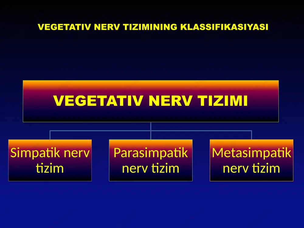 diatri noradrenalin bulib alfa, alfa1 alfa2 va betta, betta1, betta2, betta3 reseptorlarga turlich ta'sir ko'rsatadi6. simpatik effektivlik asosan kunduzi ustunlik kilib ergatrop faoliyatni amalga oshiradi simpatik nerv tizimining xususiti simpatik nerv tizimining ta'siri simpatik nerv tizimining arterial bosimni xosil kilishdagi ta'siri vegetativ tugun a'zoga yakin va a'zo chida joylashgan2. tugun oldgi tola tugundan keyingi toladan uzun3. tugun oldgi nervning tanasi kraniobulbar tekislikda joylashgan4. kuzgalish reaktsiyasi tugundan keyingi nerv tolasi orkali bitta a'zoni yoki ma'lum tarkibiy kismini idora kiladi5.tugundan keyingi neyronning mediatri atsetilxolin bulib m-muskarin sezuvchi reseptorga ta'sir kiladi6. parasimpatik effektivlik asosan kechkurun ustunlik kilib trofotrop faoliyatni amalga oshiradi parsimpatik nerv tizimining xususiti parasimpatik nerv tizimining ta'siri simpatik va parasimpatik nerv tizimining tonik ta'siri metasimpatik nervtizimining fiziologiyasi 1 — sezuvchi neyron 2 — interneyron 3 — efferent neyron 4 — postganglionar simpatik neyron va tolasi 5 — preganglionar simpatik neyron va tolasi 6 — preganglionar parasimpatik neyron va tolasi metasimpatik nerv …