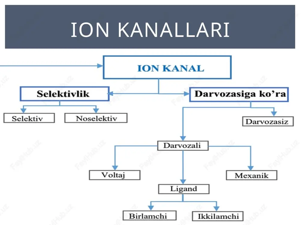 atsiya inversiya=overshut repolyarizatsiya manfiy iz potensiali giperpoyarizatsiya =musbat iz potensiali harakat potensiali davrlari positive feedback voltaj tipli na kanali ishlashi nerv hujayrasida harakat potensiali harakat potensialini tarqalish mexanizmi harakat potensialini tarqalish mexanizmi harakat potensialini tarqalish mexanizmi harakat potensialini tarqalish tezligi harakat potensialini tarqalish tezligi yurakdagi muskulidagi harakat potensiali reobaza (r) ma’lum vaqt ichida ta’sir qilib, javob hosil bo’lishi uchun kerak bo’lgan kuchning minimal miqdorini bildiradi, agar u yetarli vaqt (foydali vaqt) davomida ishlatilsa harakat potensiali hosil bo’ladi. kuch – vaqt egri chizig`i xronaksiya (c) harakat potensiali hosil bo’lishi uchun 1 reobazadan ikki baravar yuqori stimulni qo’llashga ketgan minimal vaqtni anglatadi. chegaralangan vaqt doirasida ma'lum qo’zg’aluvchan to’qimalarning xronaksiyasi doimiydir. boshqacha qilib aytganda, xronaksiya to’qimalar qo’zg’aluvchanligining indeksidir va turli to’qimalarning qo’zg’aluvchanligini taqqoslash uchun ishlatilish mumkin. masalan, nerv tolasining xronaksiya qiymati mushak tolasiga qaraganda ancha kichik bo’lib, bu nerv tolasining ko’proq qo’zg’aluvchanligini ko’rsatadi. • 1 reabazadan kuchsizroq intensivlikda stimul qo’llanilganda, qancha vaqt qo’llanilishidan …
