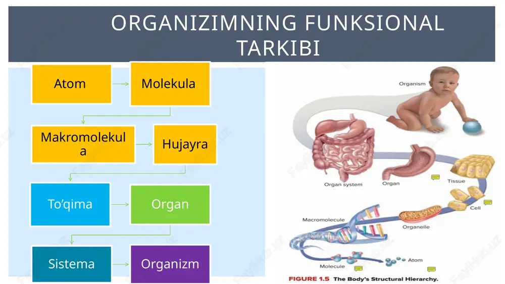 tizimi -og’iz bo’shlig’i - halqum - qizilo’ngach - oshqazon - ingichka ichak - yo’g’on ichak oshqozonosti bezi jigar o’t pufagi funksiyasi: oziq moddalarni parchalab ichki muhitga o’tkazish hazm bo`lmagan moddalarni chiqarib tashlash hazm qilish sistemasi tarkibi: siydik hosil qiluvchi buyrak siydik yo’llari - siydik yo’li -siydik pufagi - siydik chiqarish . yo’li funksiyasi: ortiqcha va keraksiz metobolitlarni chiqarish qon bosimini boshqaruvi ayirish sistemasi qonga turli garmonlarni sekretsiya qiluvchi hujayralardan tarkib topgan bo’ladi tarkibi: endokrin a’zolar - gipofiz - epifiz - qalqonsimon - qalqonorqa - buyrakusti endokrin hujayralar - langergans orolchalari - moyakning interstitsial . hujayra - tuxumdon folikulalari -sariq tana - buyrak,timus,plantsenta-. . ning ayrim hujayralari endokrin sistemasi qon - o’zgargan biriktiruvchi to’qima bo`lib organizm ichki muhitining tarkibiga kiradi va tana massasining 7% ini tashkil qiladi. tarkibi: plazma hujayralar -eritrotsitlar (qizil qon tanachalari - *o2 tashaydi -leykositlar (oq qon tanachalari - . *infeksiyalardan himoya -trombositlar(qon plastinkalari) – *gemostaz qon va …